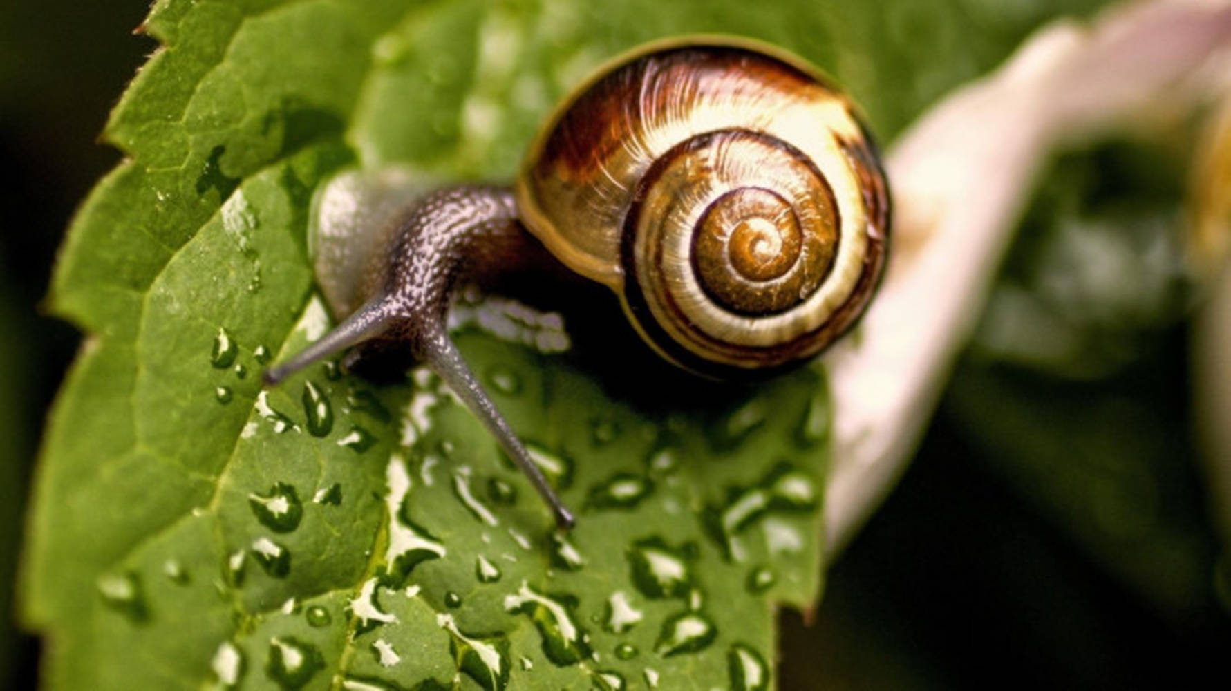 Grey-horned Snail