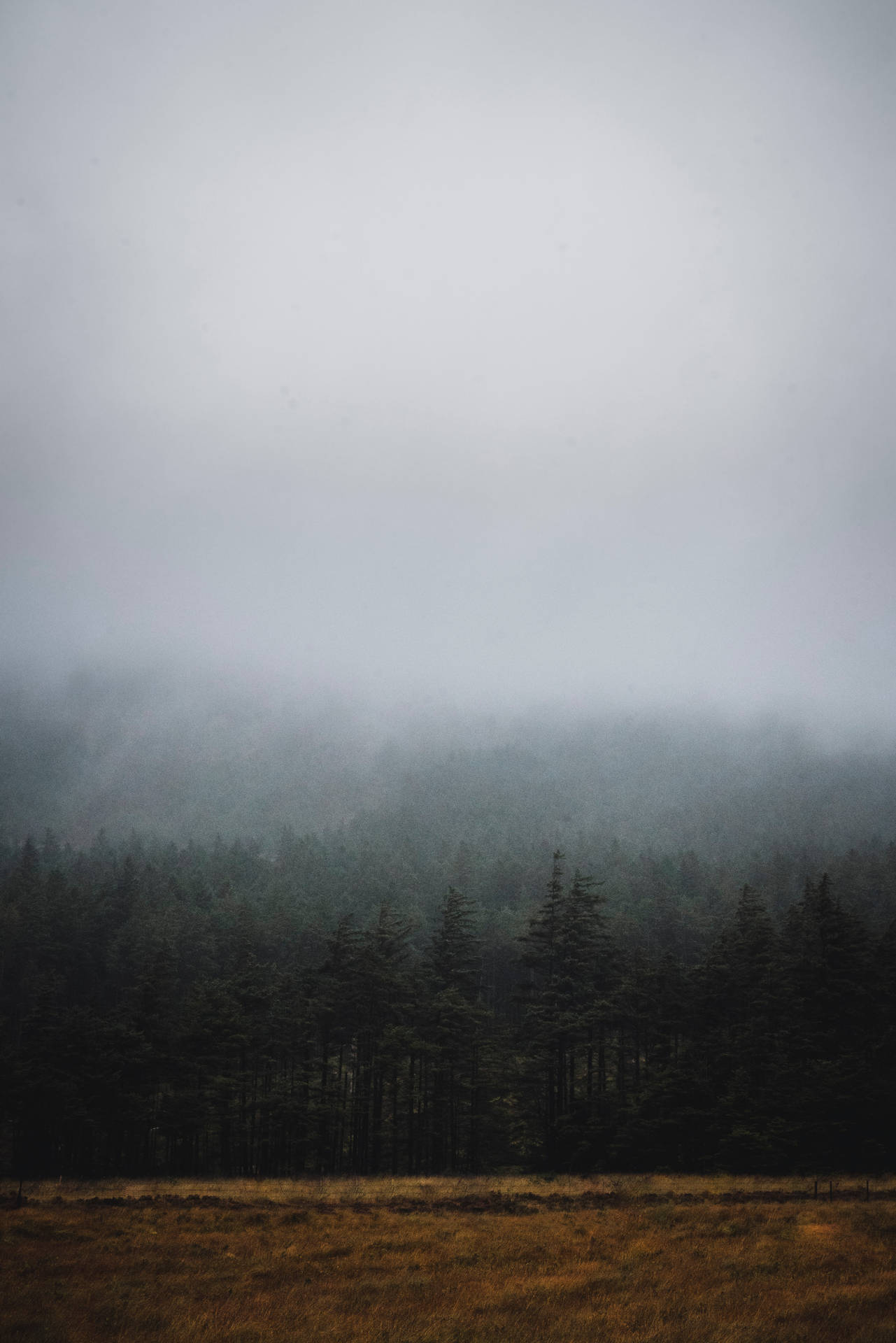 Grey Sky Dark Forest Background