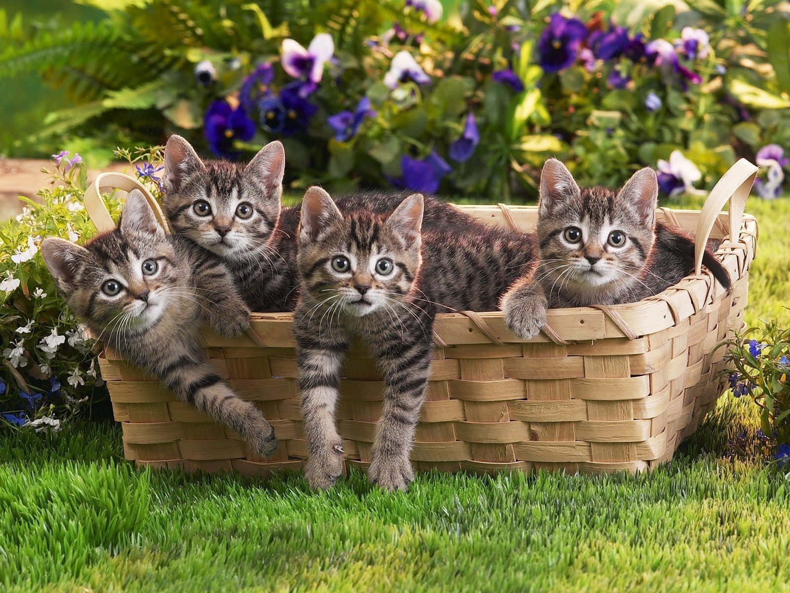 Grey Tabby Cute Kittens Inside Square Basket
