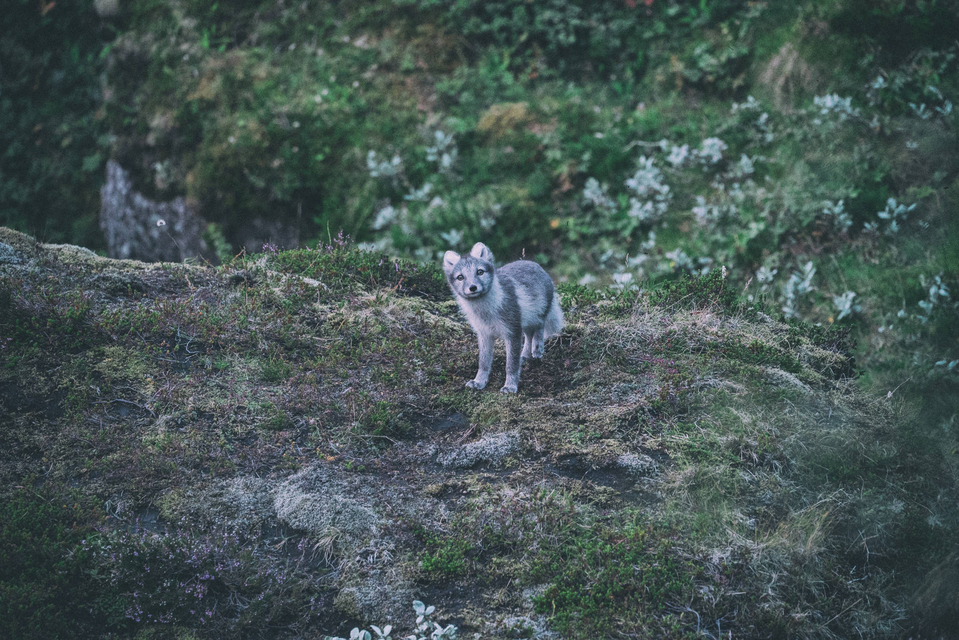 Grey White Arctic Fox Background