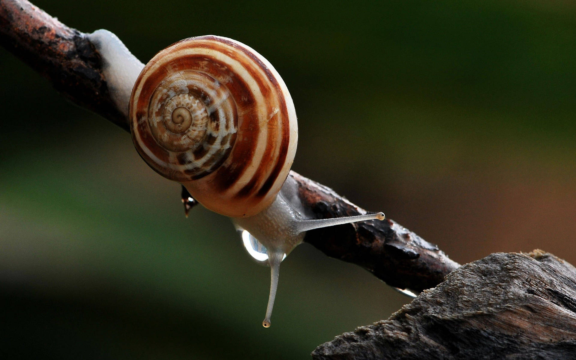 Grey White Snail Background