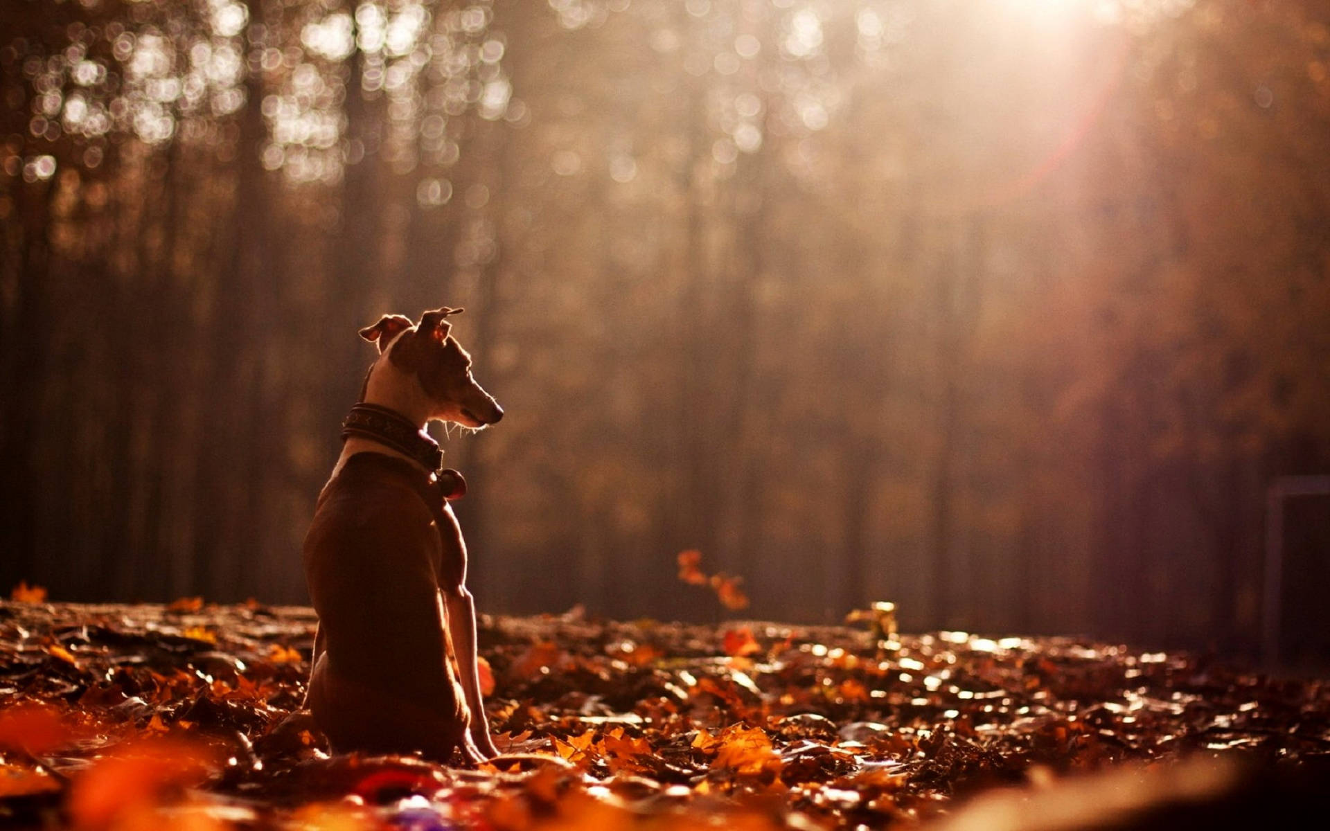 Greyhound Autumn Leaves Background