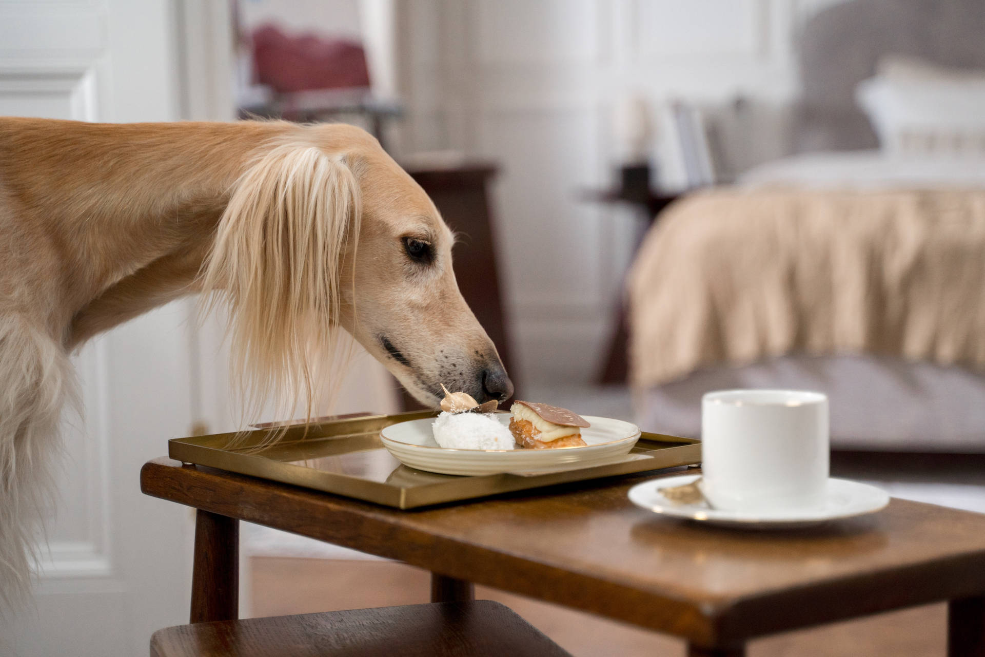 Greyhound Eating Breakfast