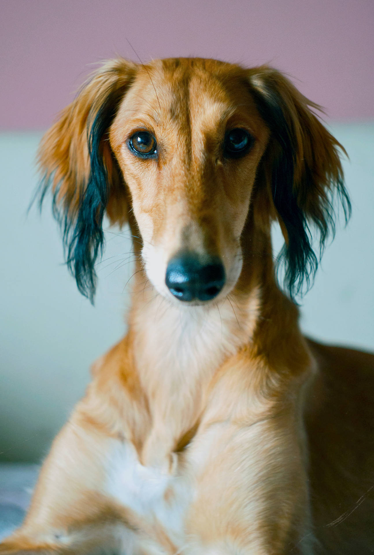 Greyhound Face Portrait