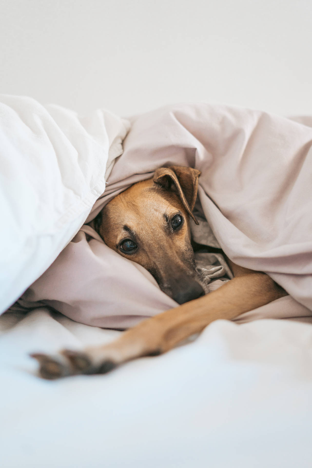 Greyhound In Blankets Background