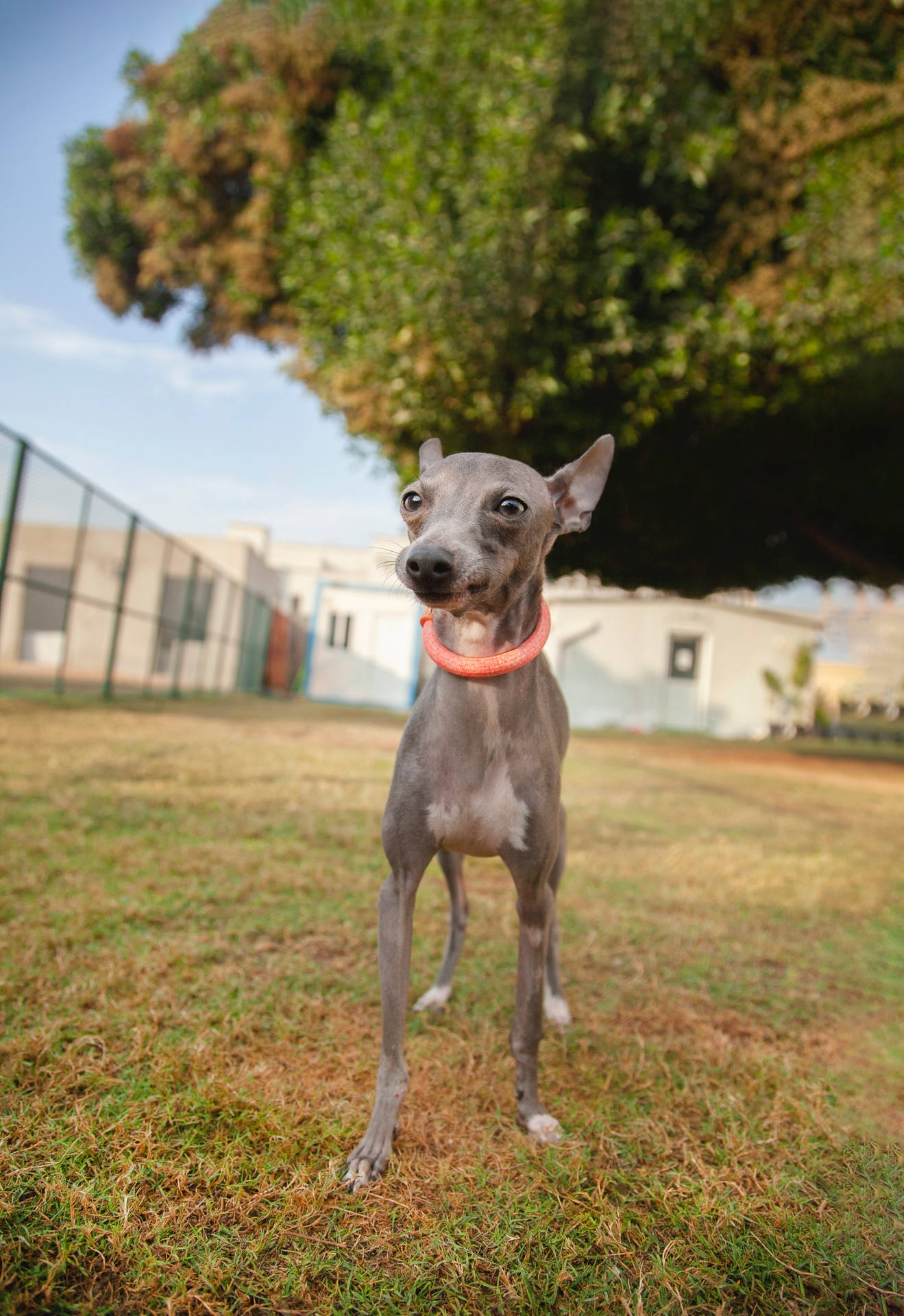Greyhound In Park Background