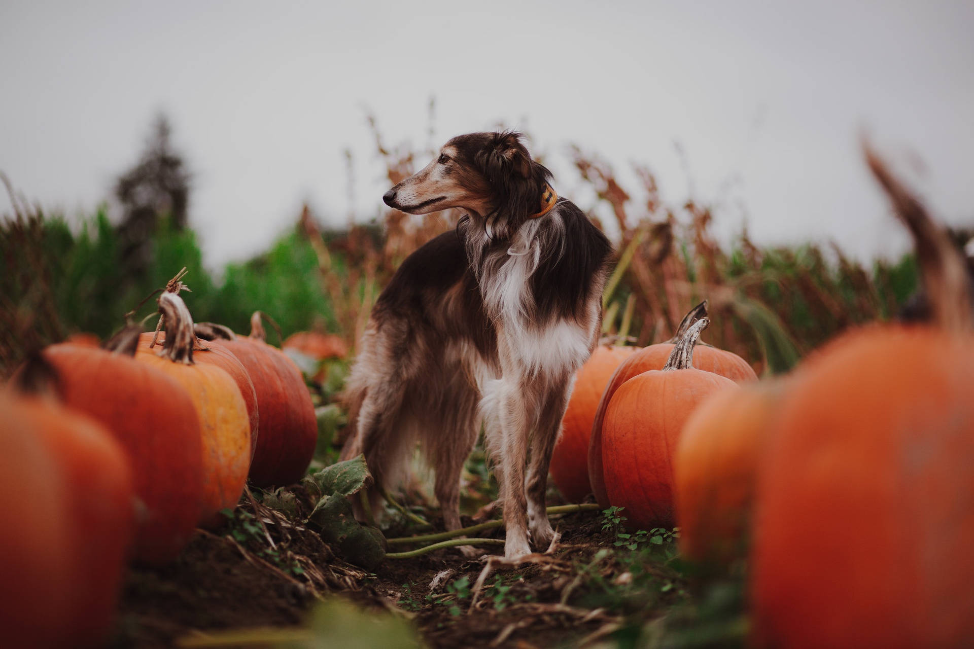 Greyhound In Pumpkin Patch