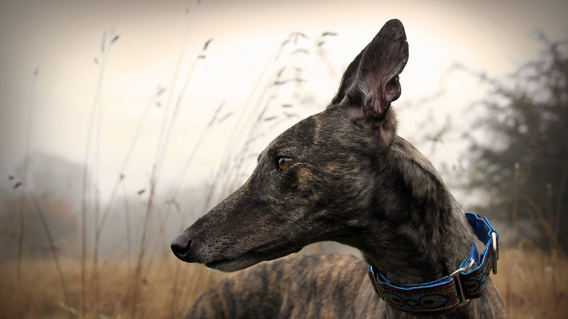Greyhound In Tall Grass Background