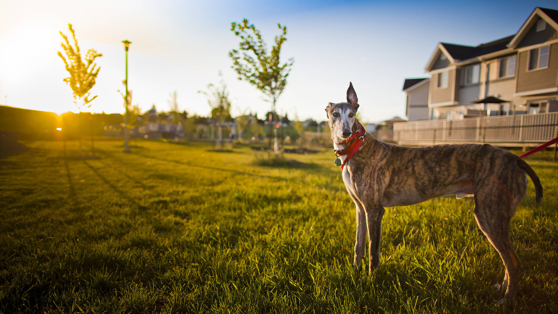 Greyhound In The Backyard