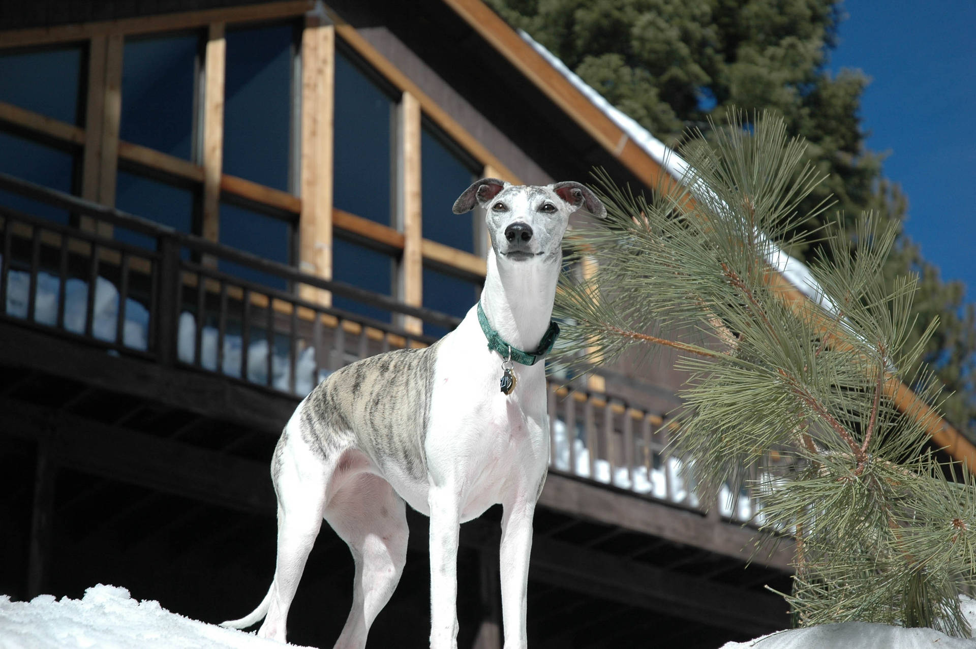 Greyhound Log Cabin