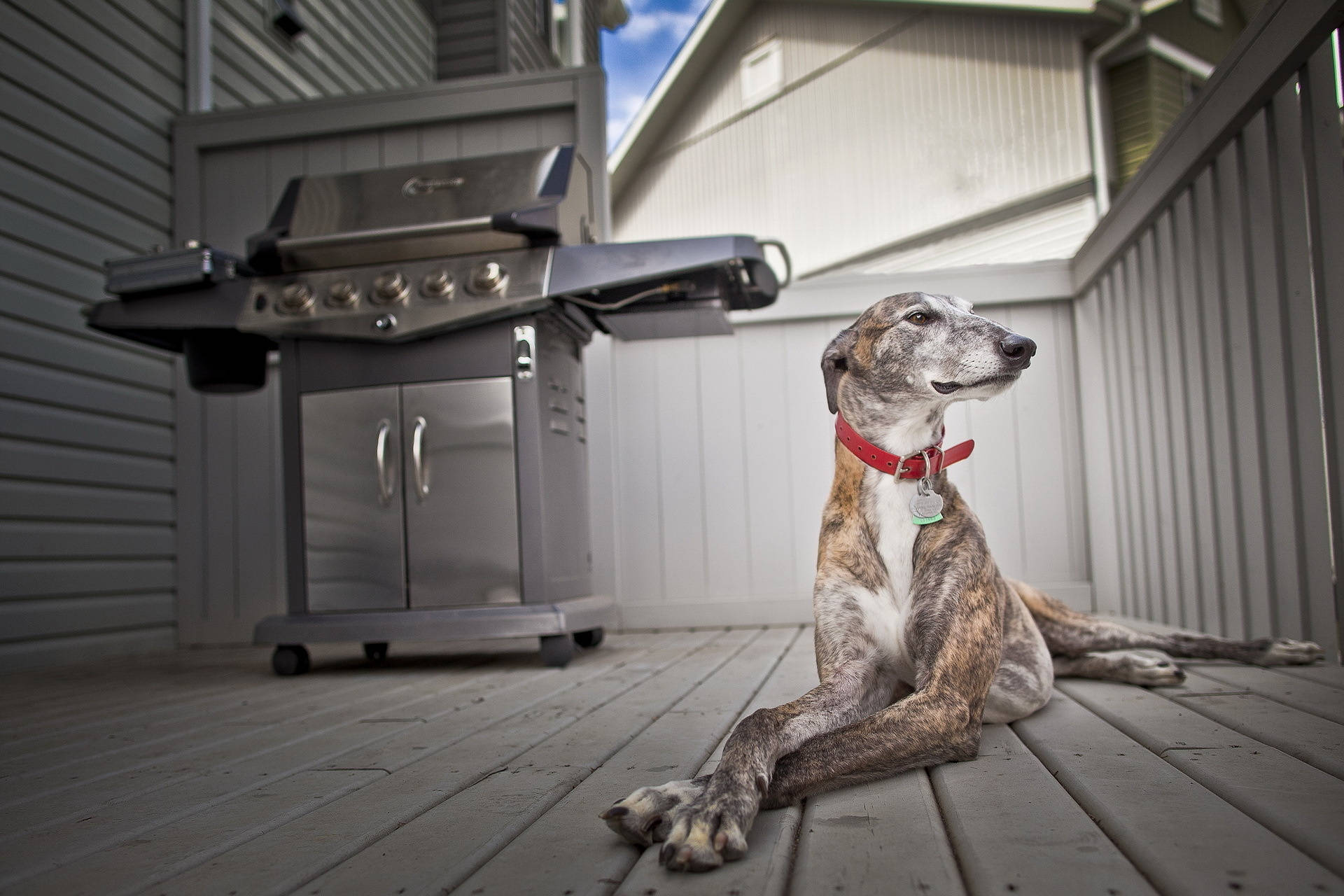 Greyhound On A Porch Background
