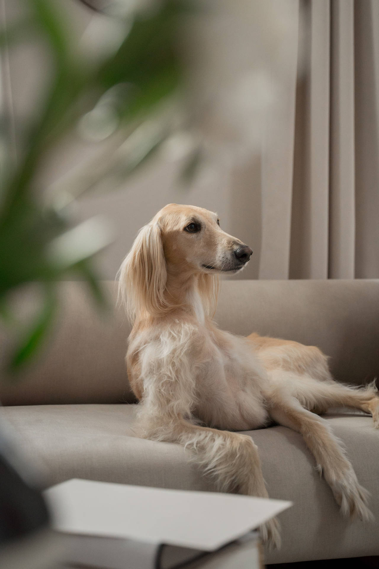 Greyhound On Couch
