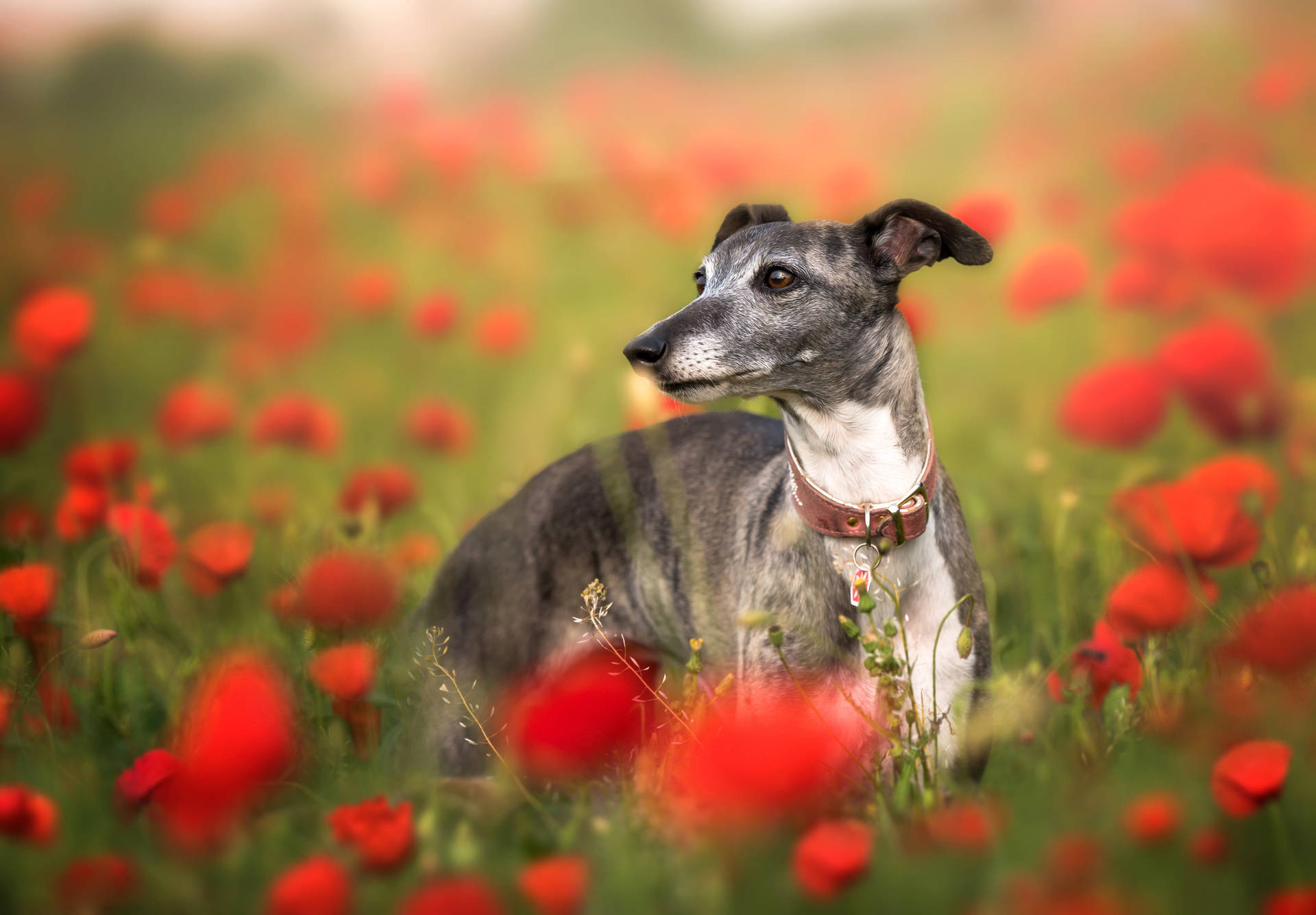Greyhound Poppy Field Background