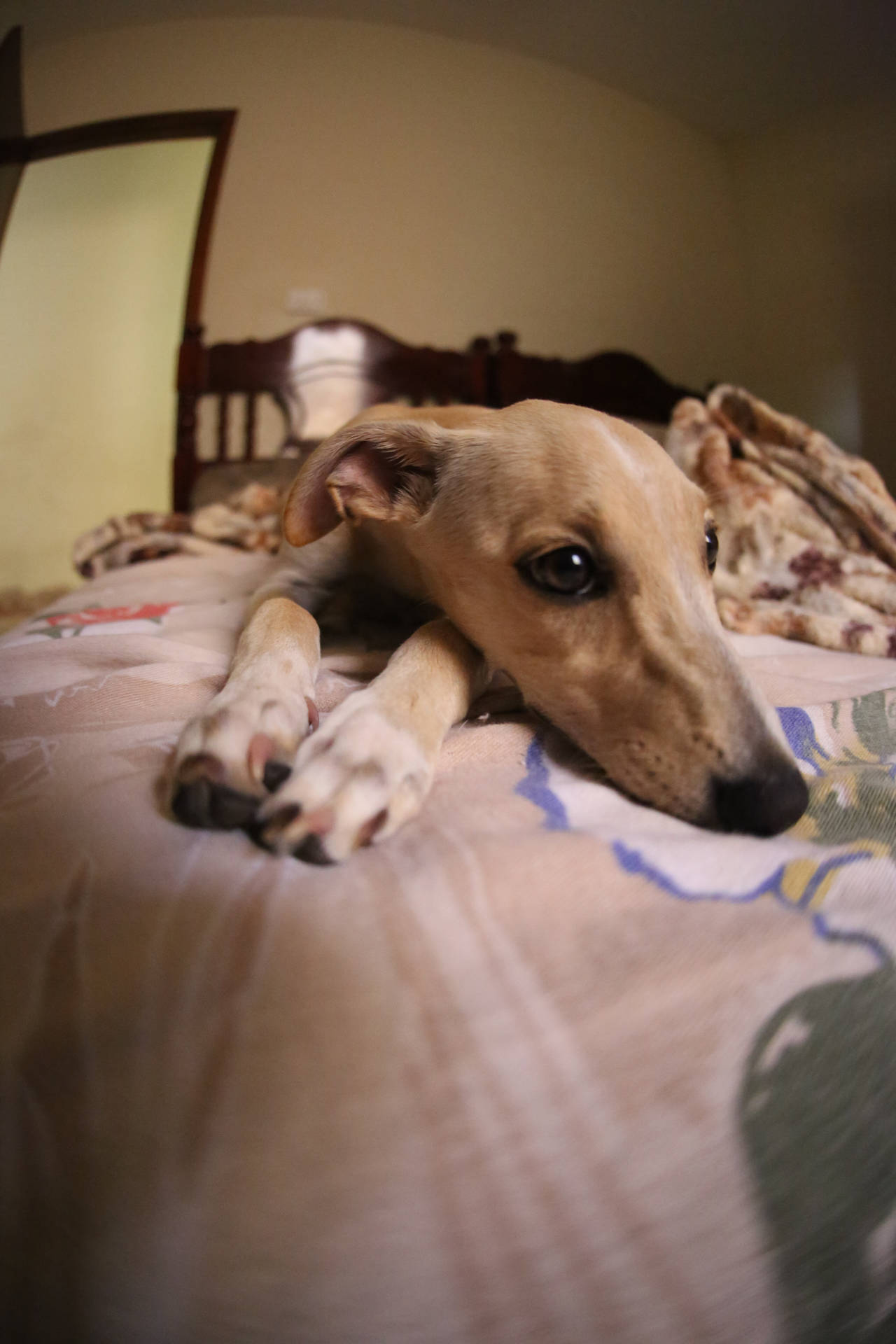 Greyhound Puppy On Bed Background