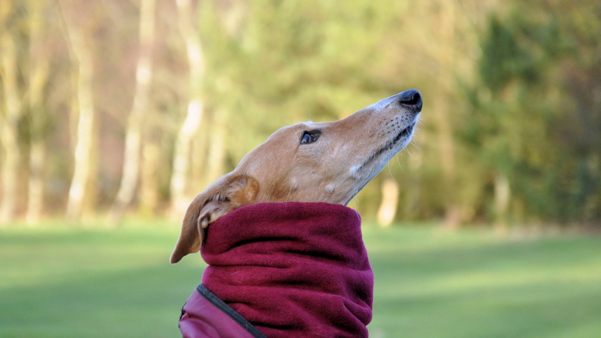 Greyhound Red Scarf Background