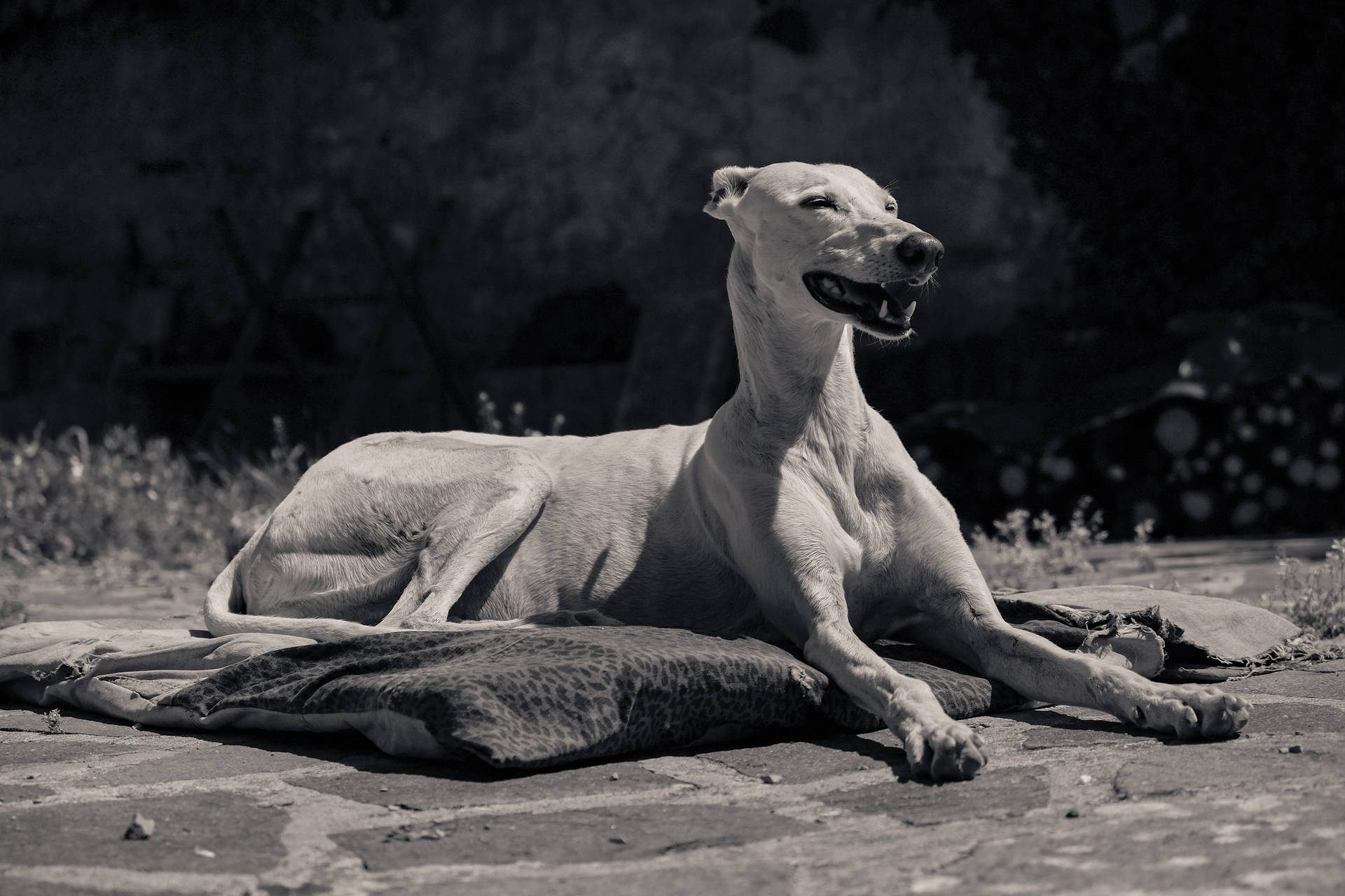 Greyhound Resting On Cushion