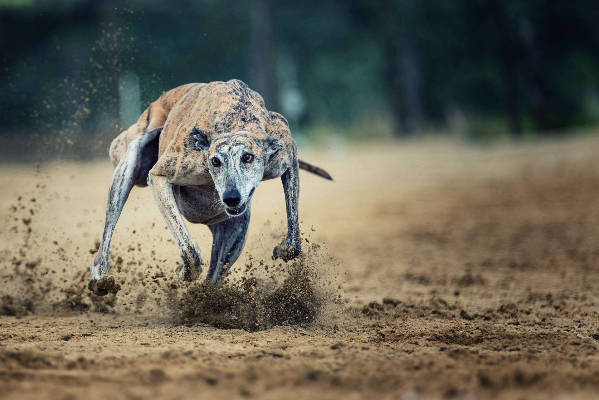 Greyhound Running On Dirt Background