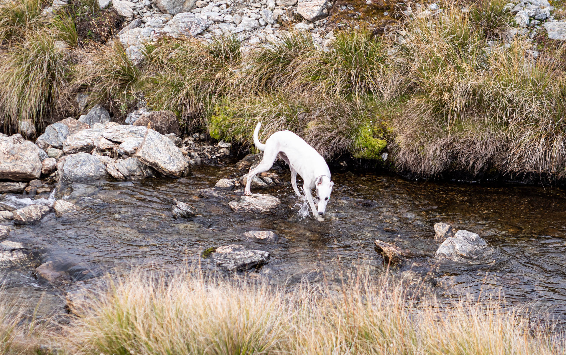 Greyhound Walking In River