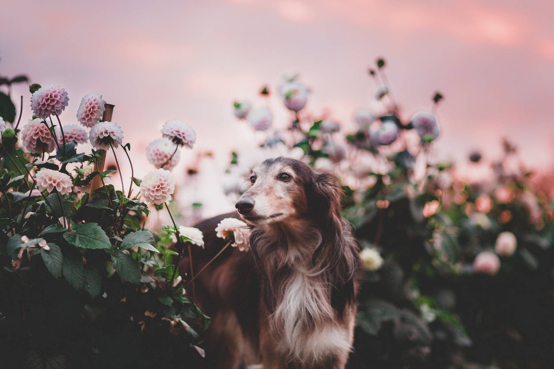 Greyhound With Dahlia Flowers