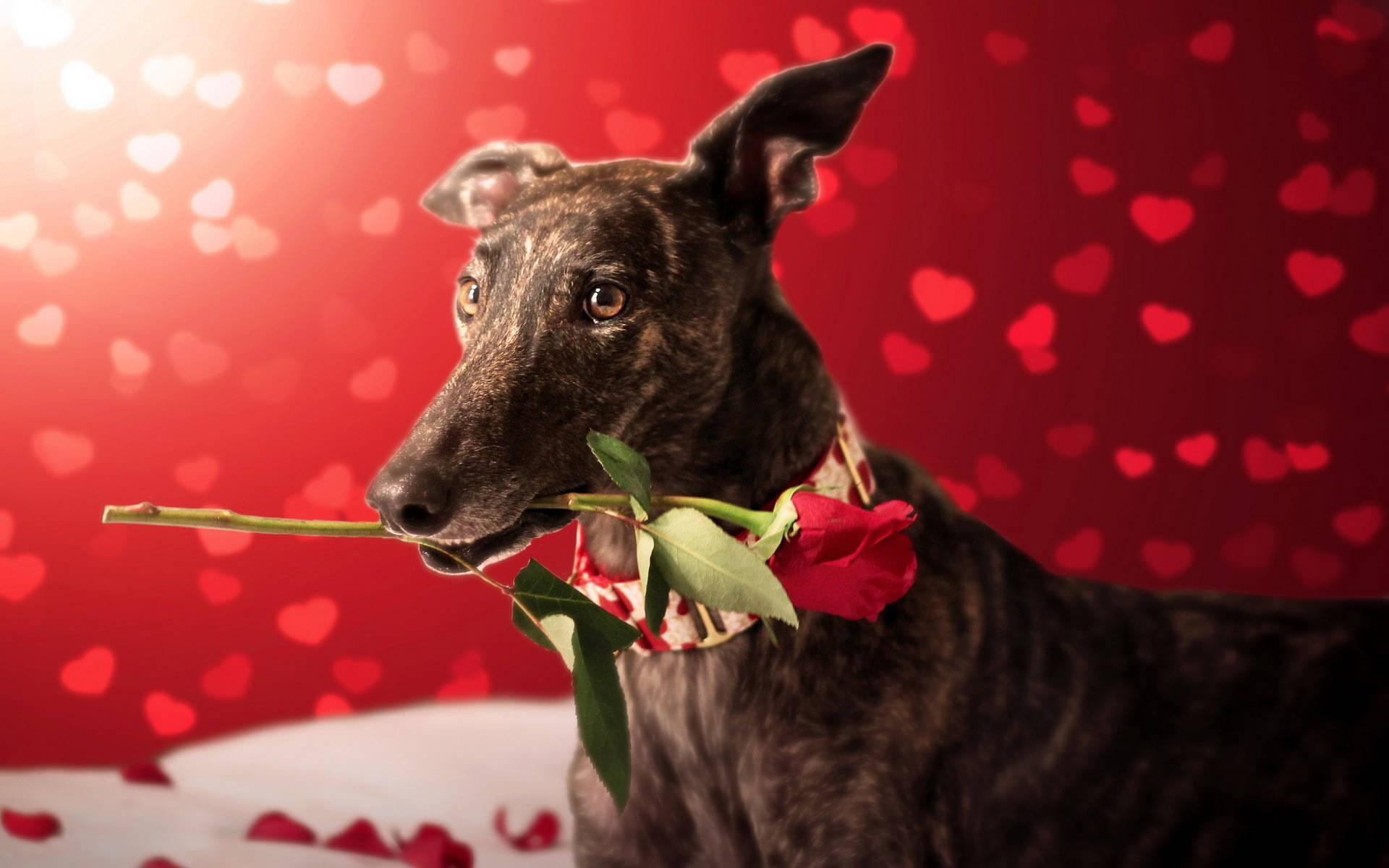 Greyhound With Red Rose