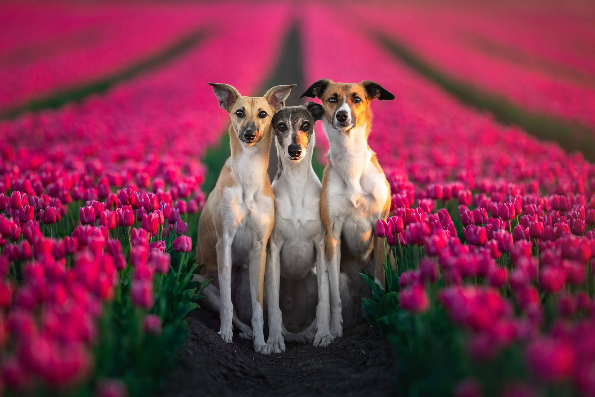 Greyhounds Standing In Tulips Background