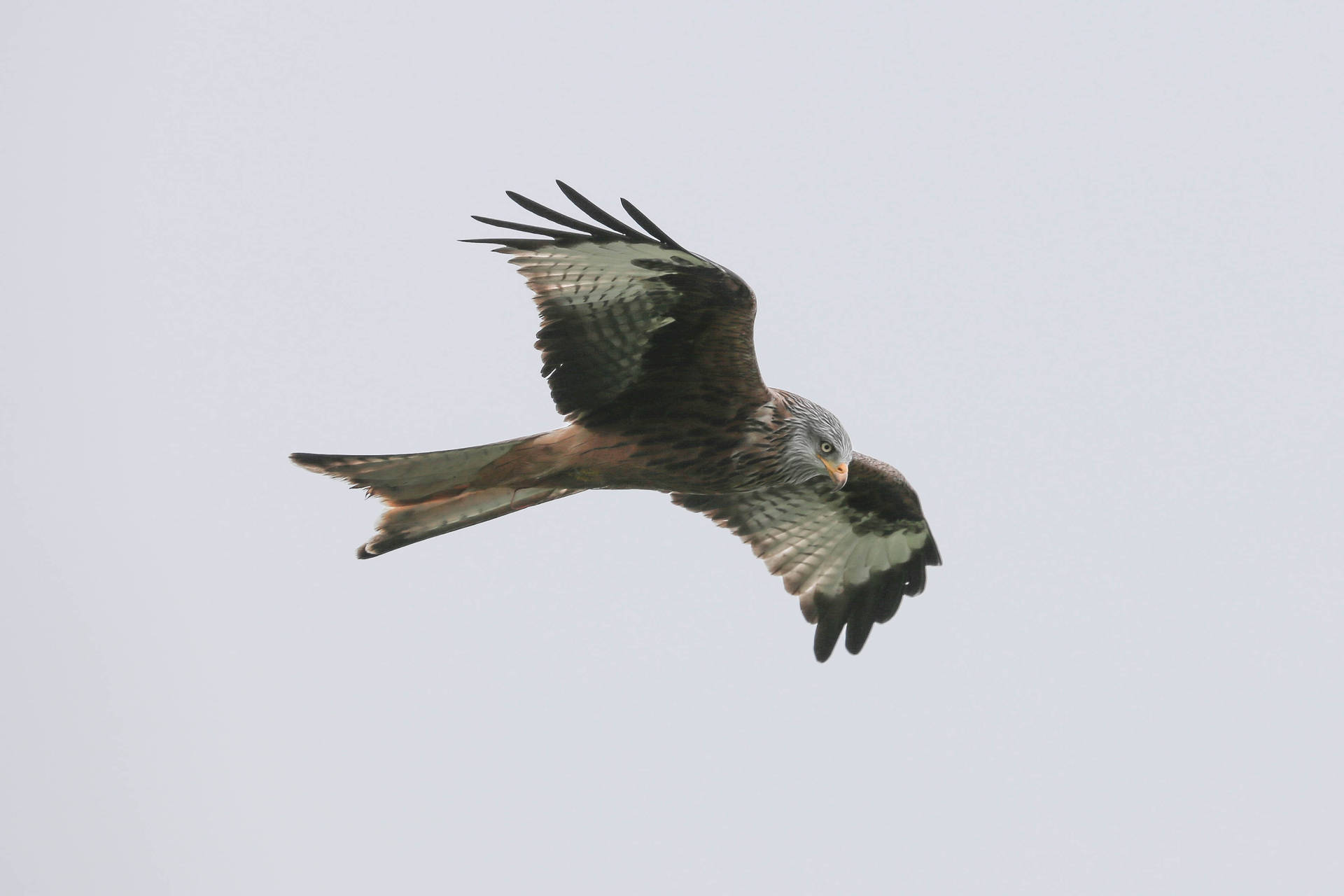 Greyish Falcon In Flight Background