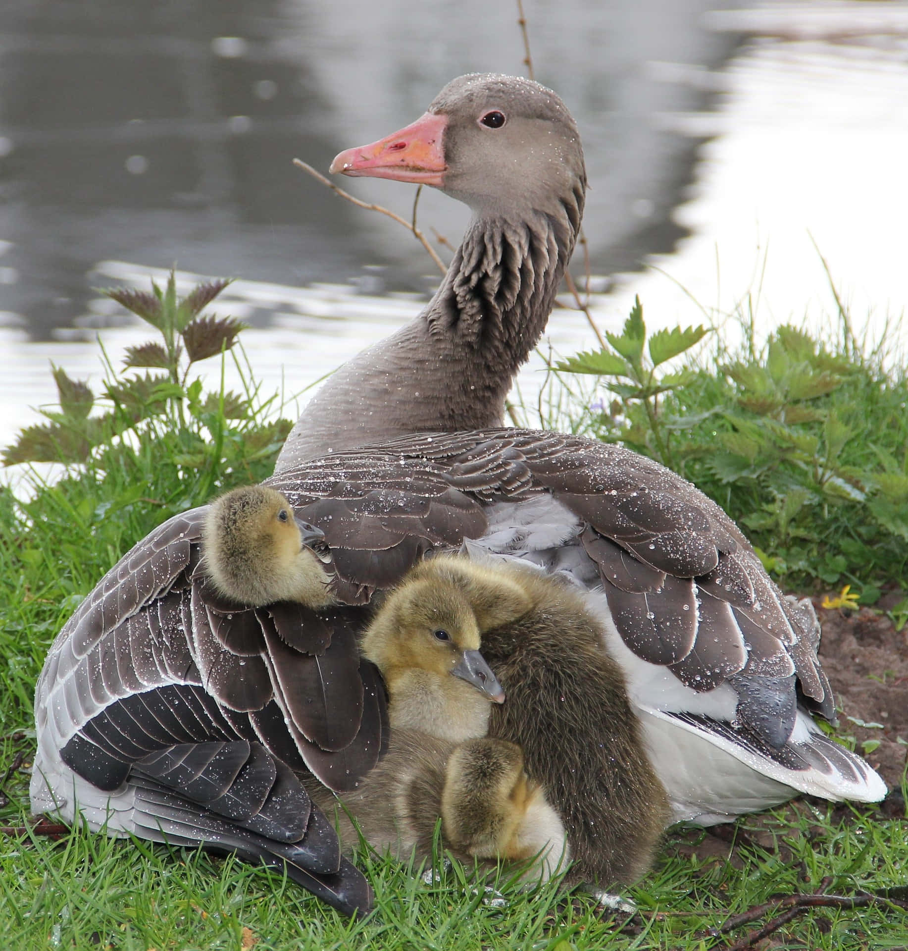 Greylag Goose Mother Bird