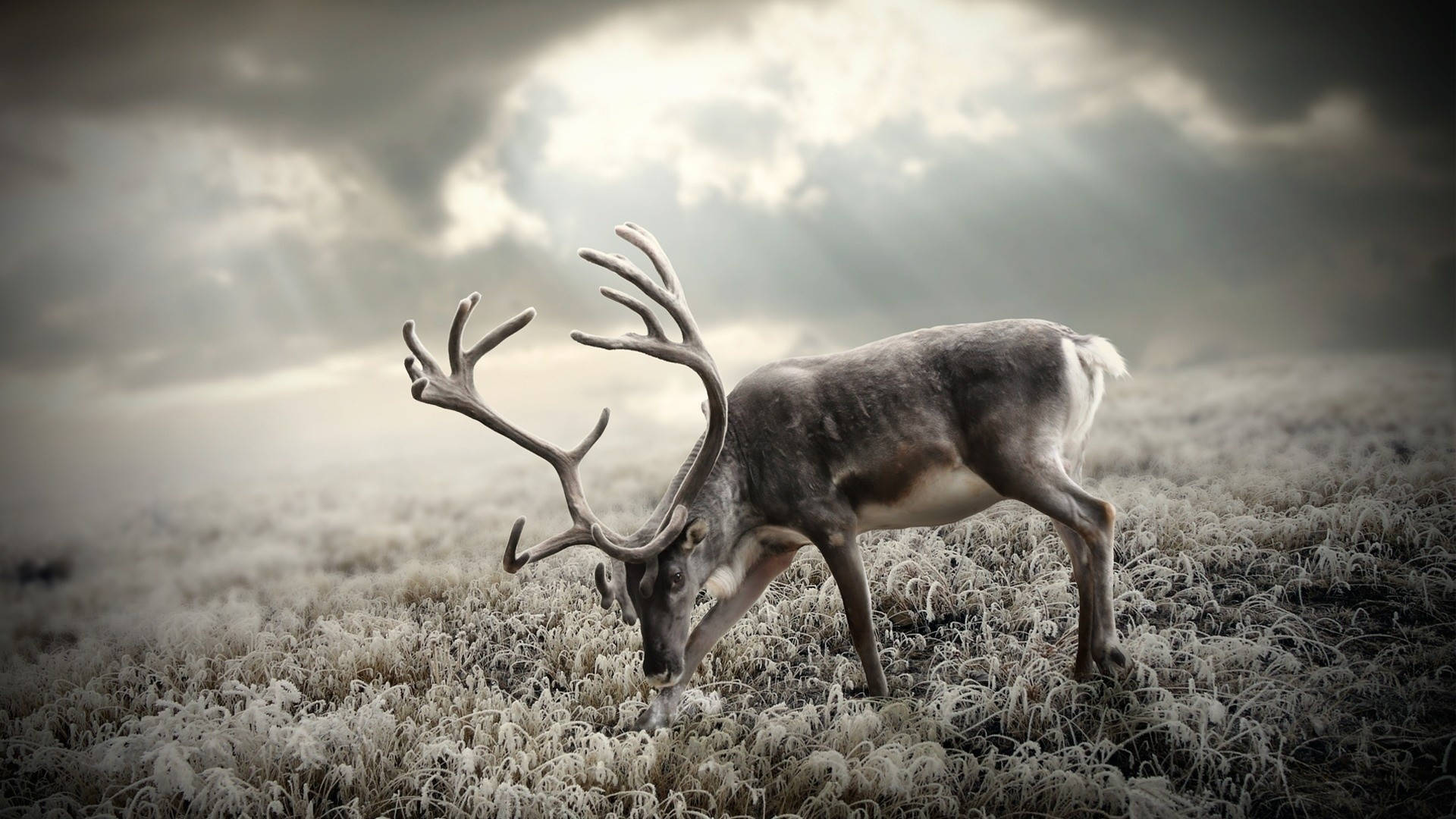 Greyscale Animal Reindeer Background