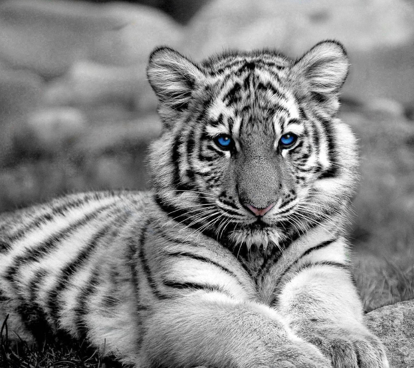 Greyscale Baby Tiger Background