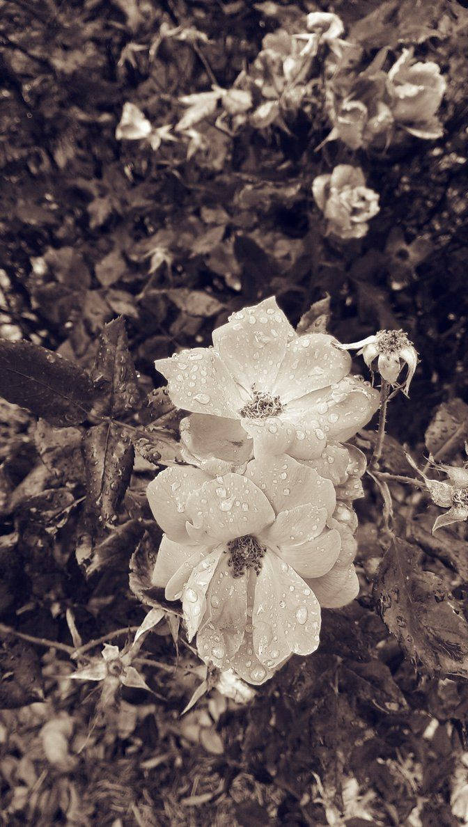 Greyscale Flowers Floral Iphone