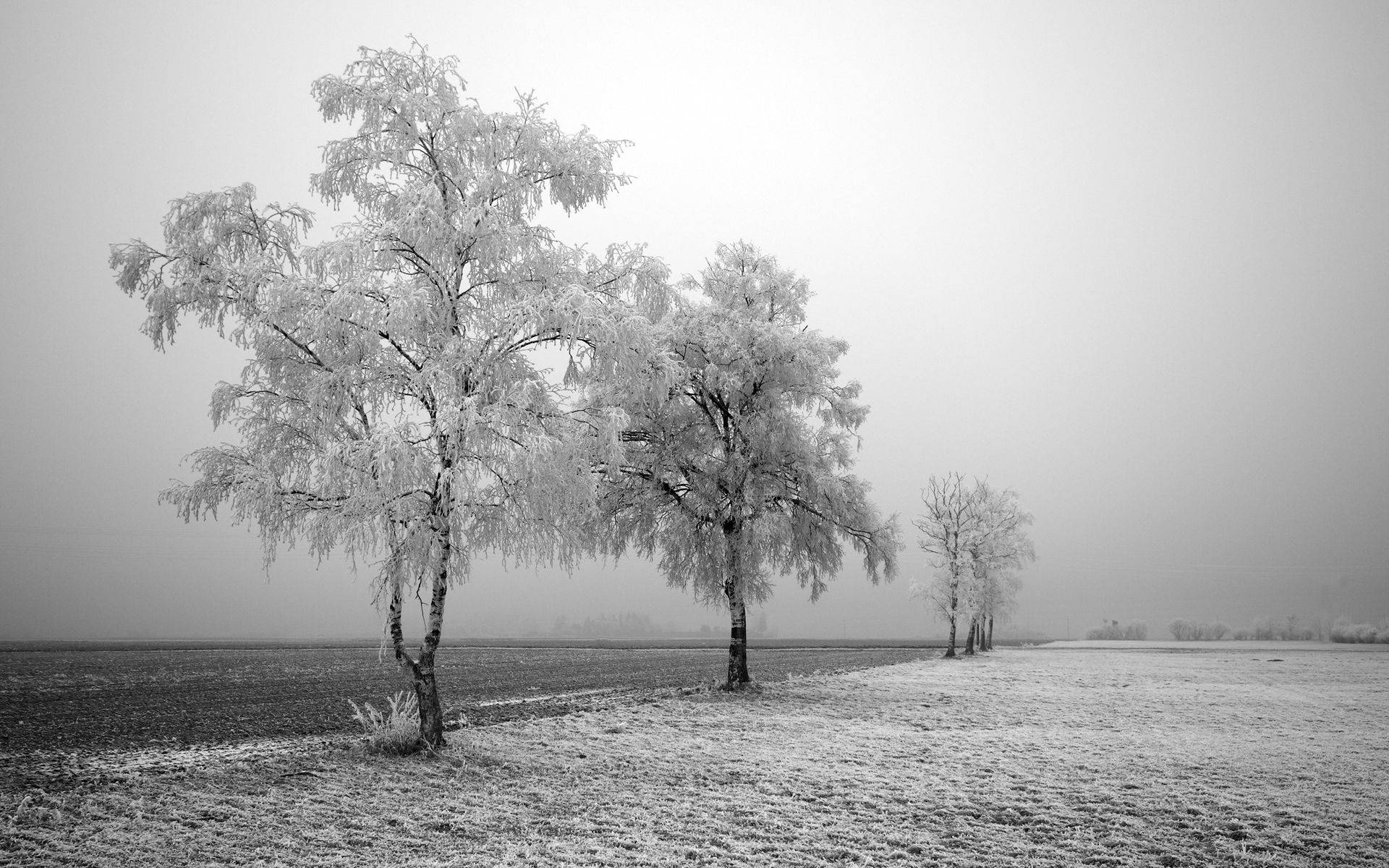 Greyscale Icy Trees Winter Landscape Background