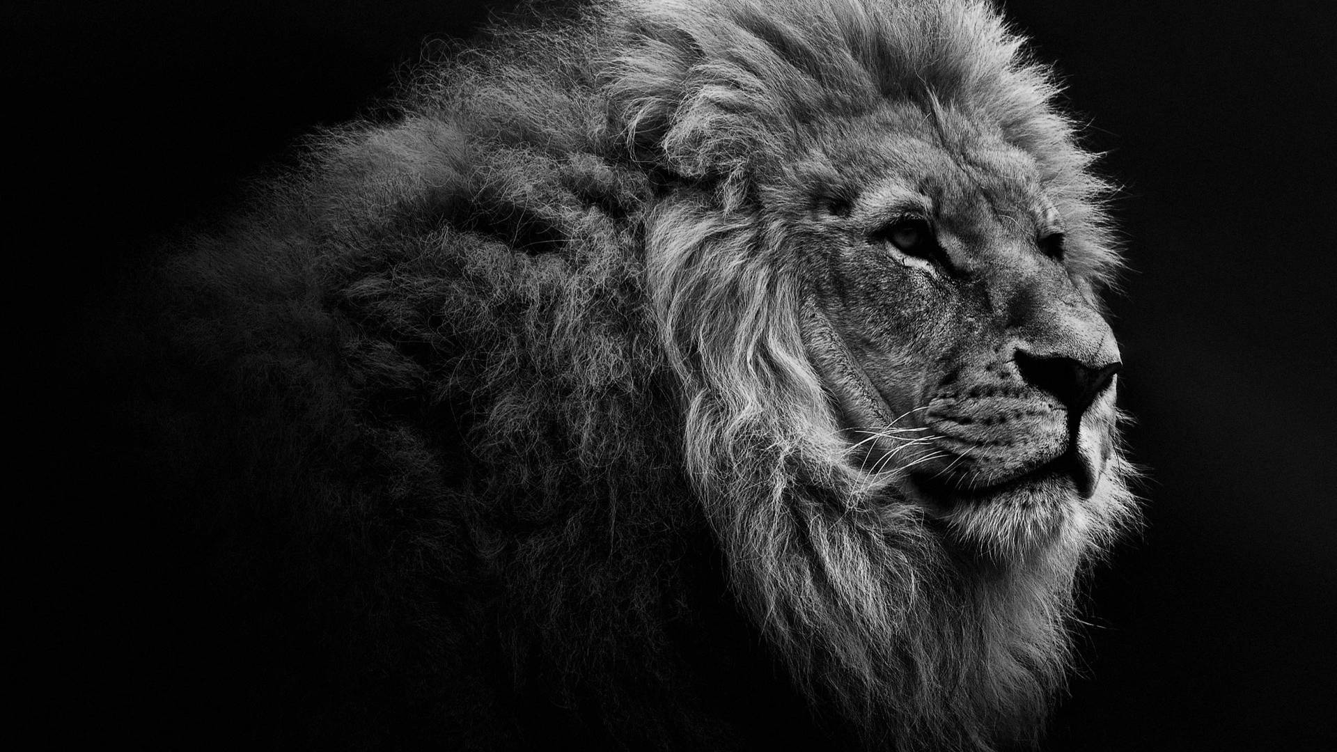 Greyscale Lion Hd Computer Background