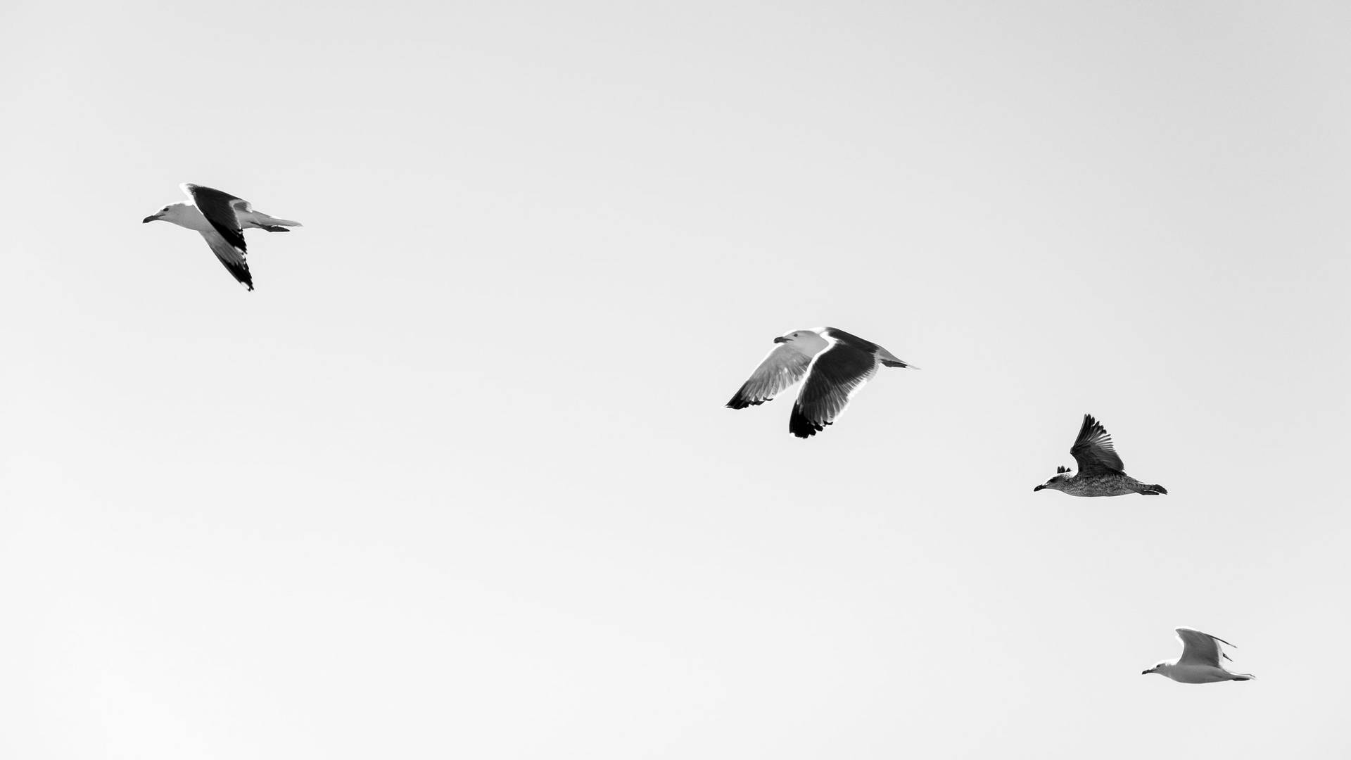 Greyscale Photo Of Birds Flying Background