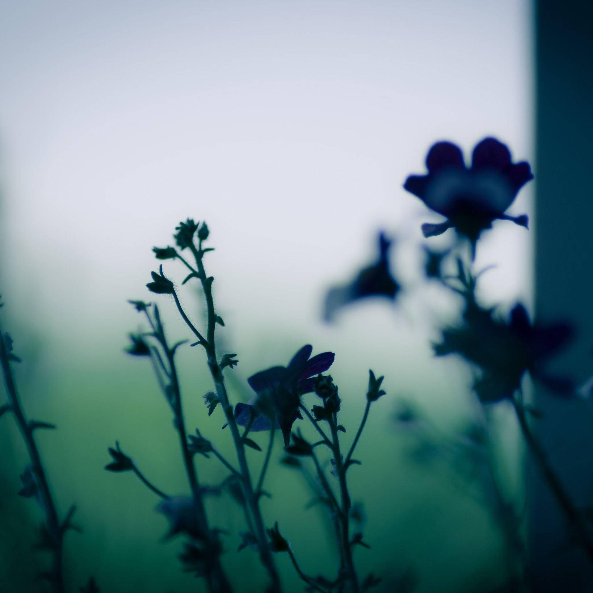 Gritty And Dark Hd Flowers Background