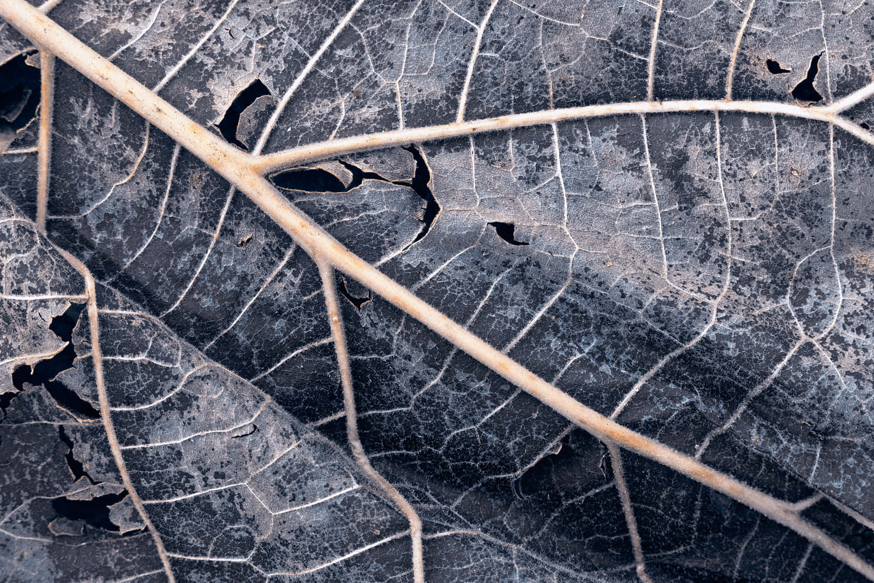 Gritty Leaf Stems Background