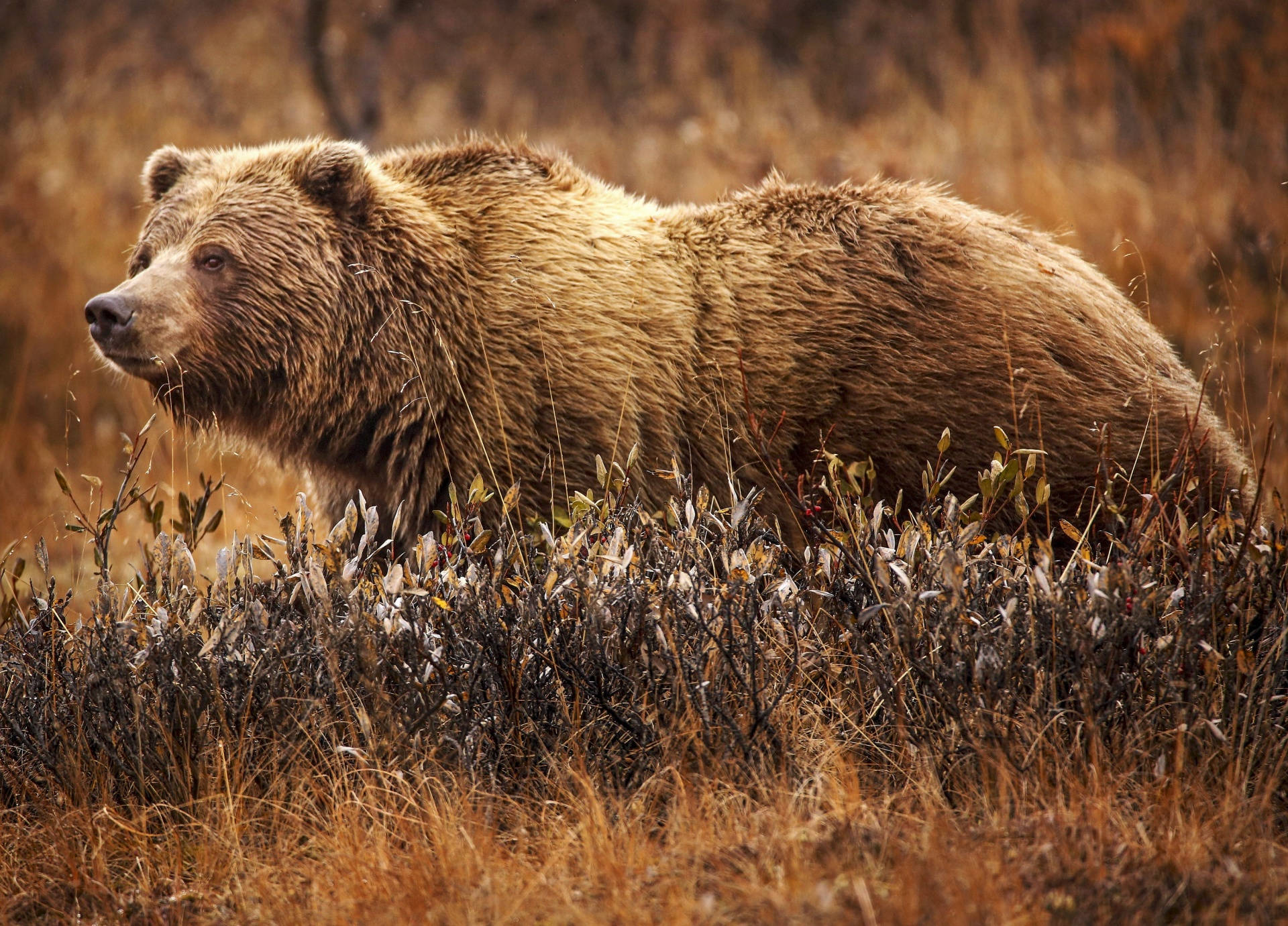 Grizzly Bear Animal Fur Background