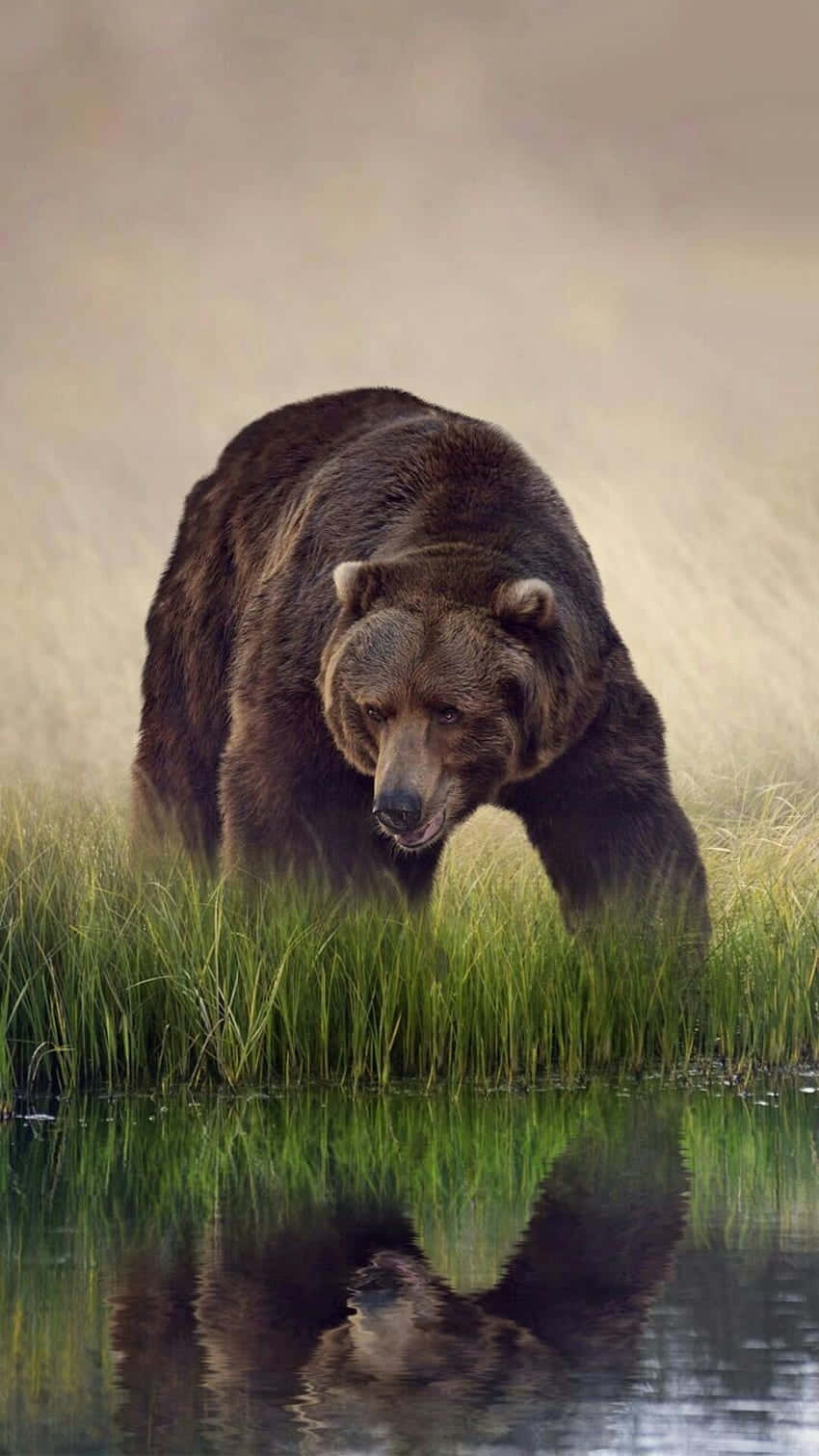 Grizzly Bear Approaching Water Reflection.jpg Background