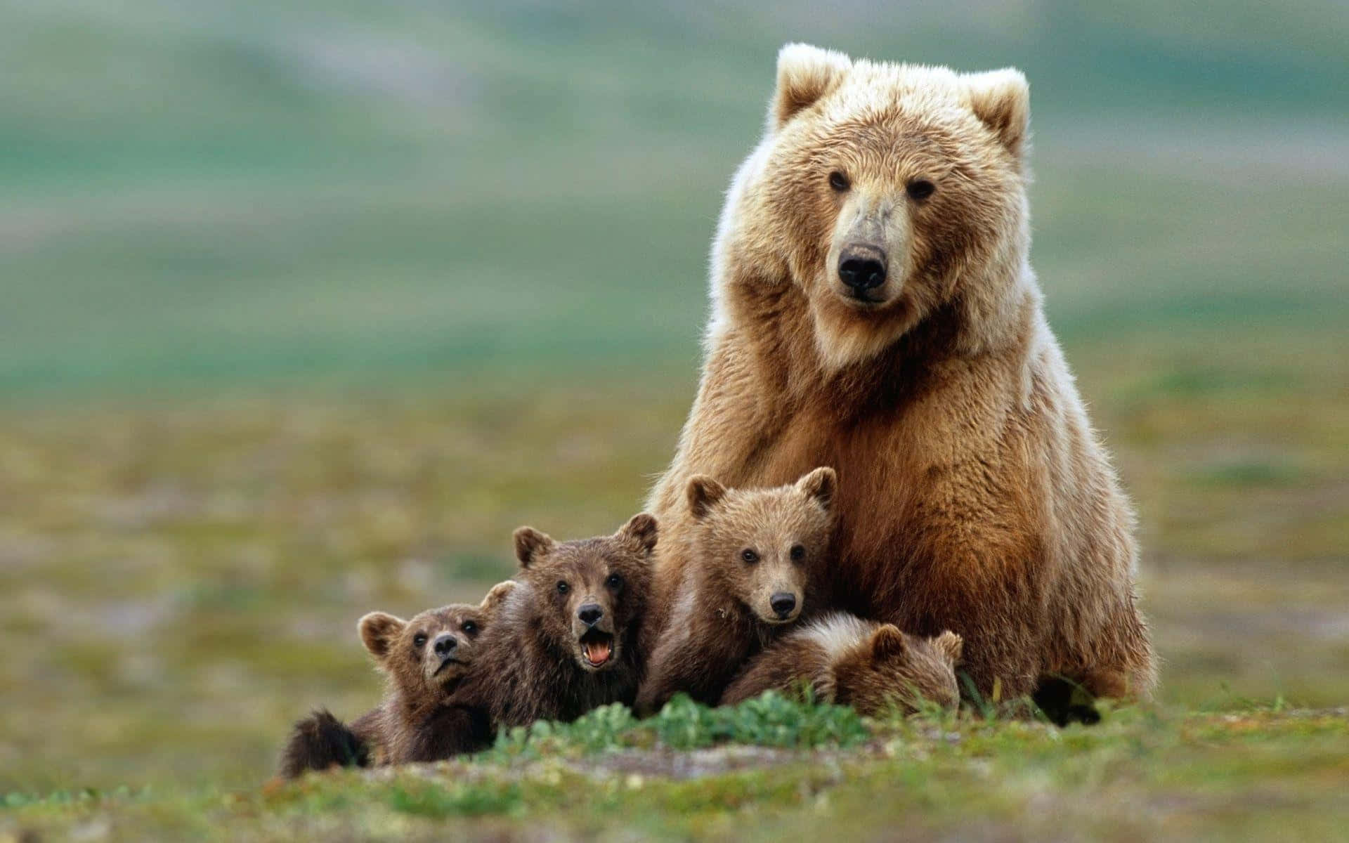 Grizzly Bear Familyin Wilderness Background