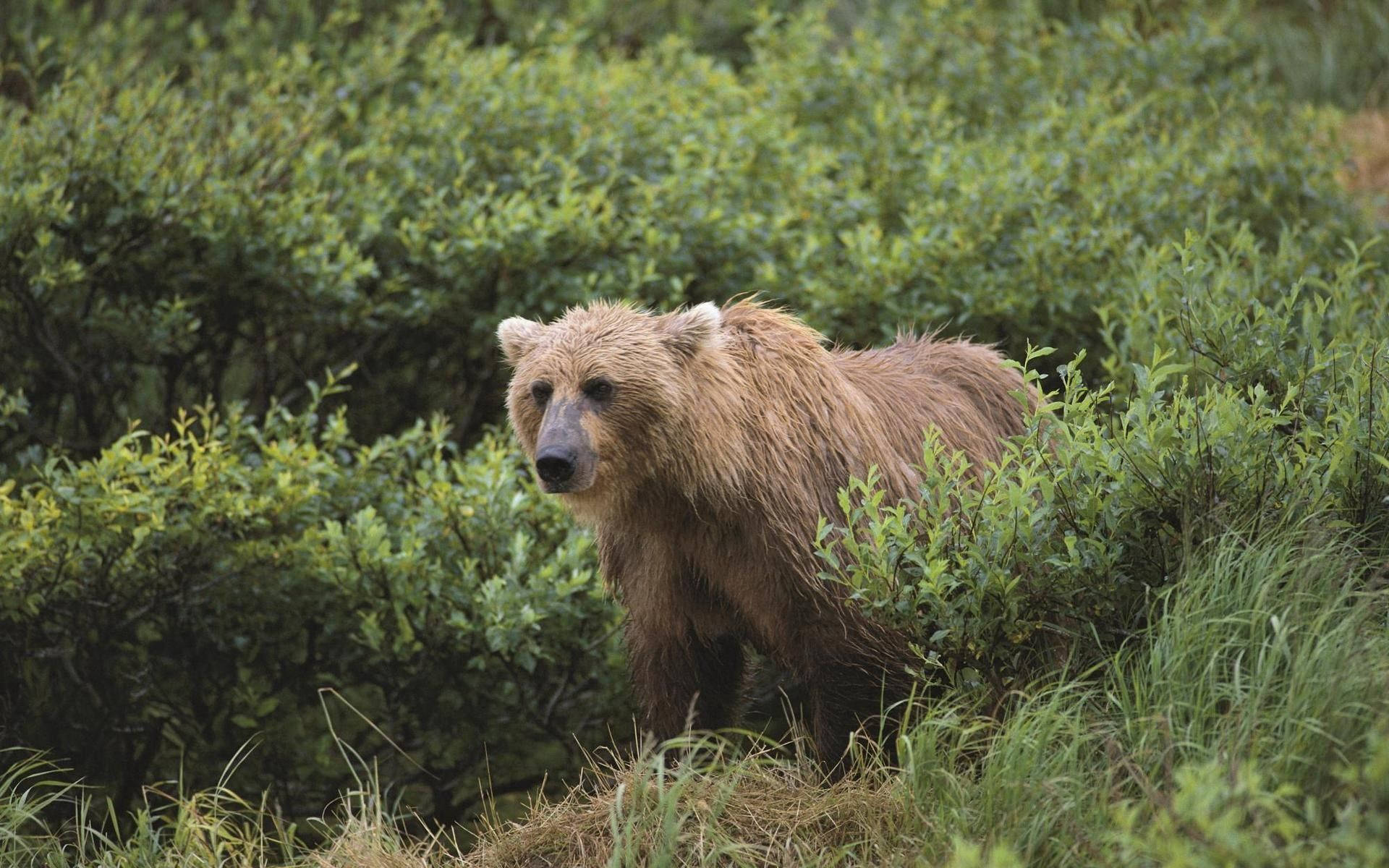 Grizzly Bear On Shrubs Background