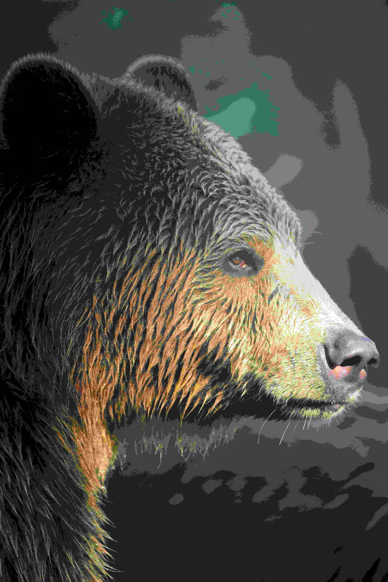 Grizzly Bear Portrait Colorized Background