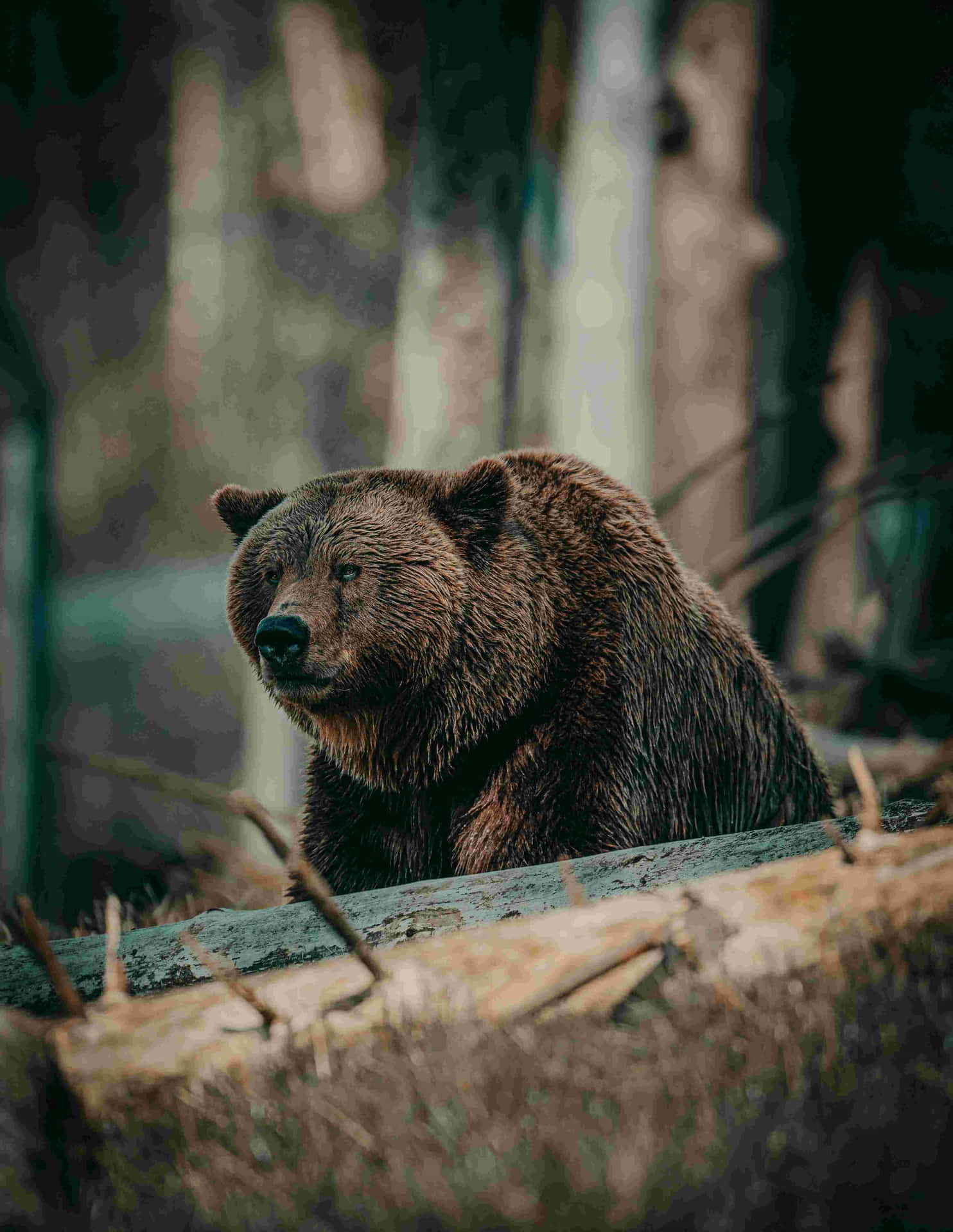 Grizzly Bear Restingon Log Background
