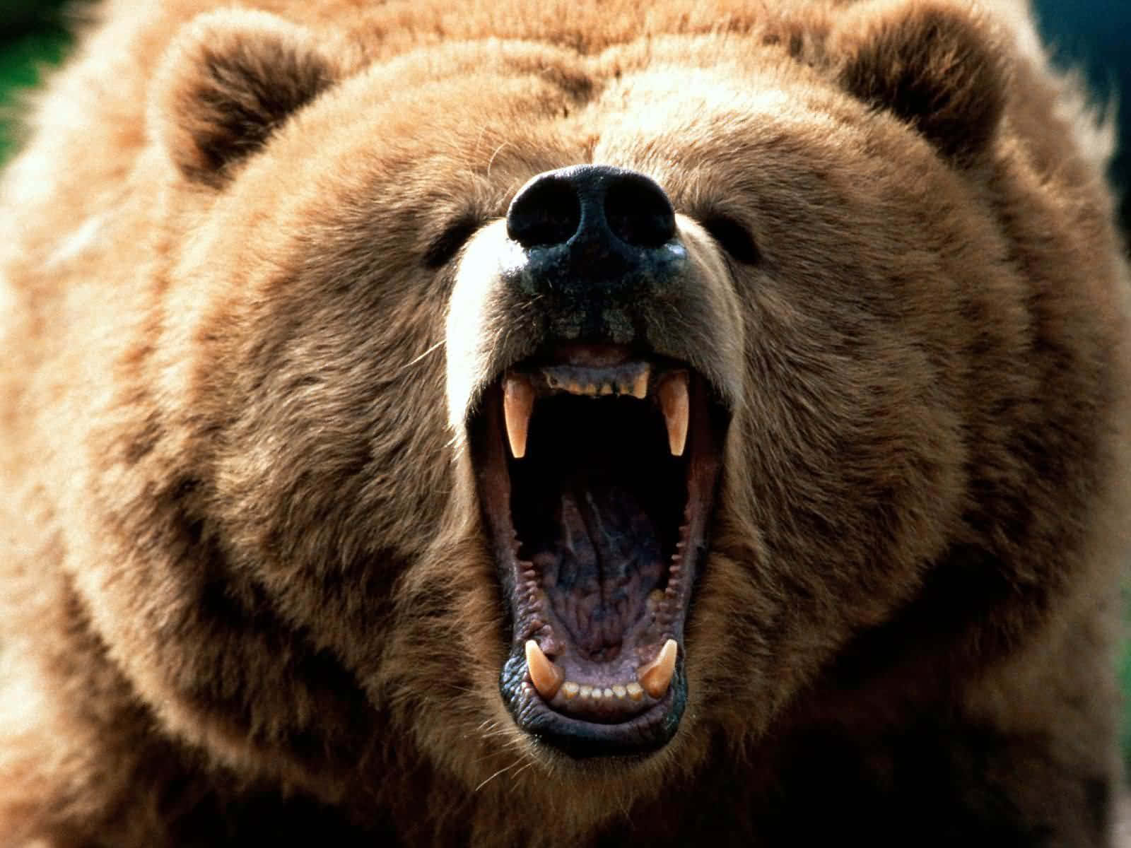 Grizzly Bear Roaring Closeup.jpg Background