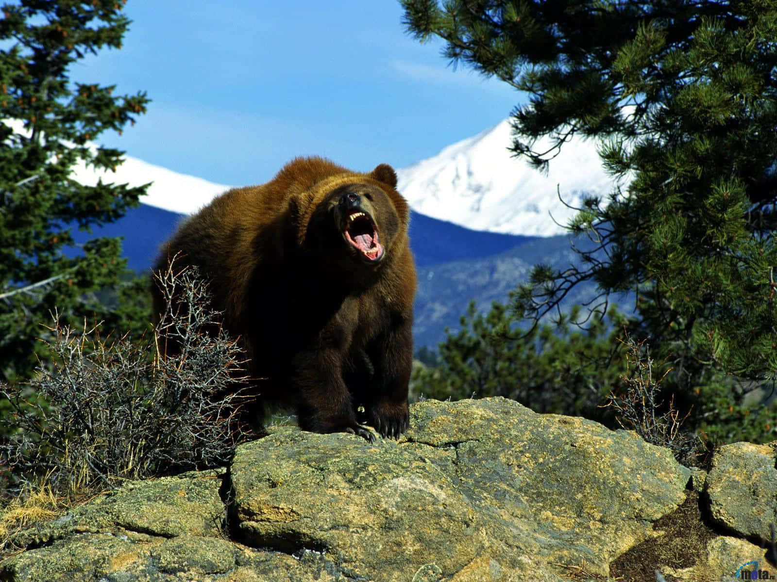 Grizzly Bear Roaringon Rock Background