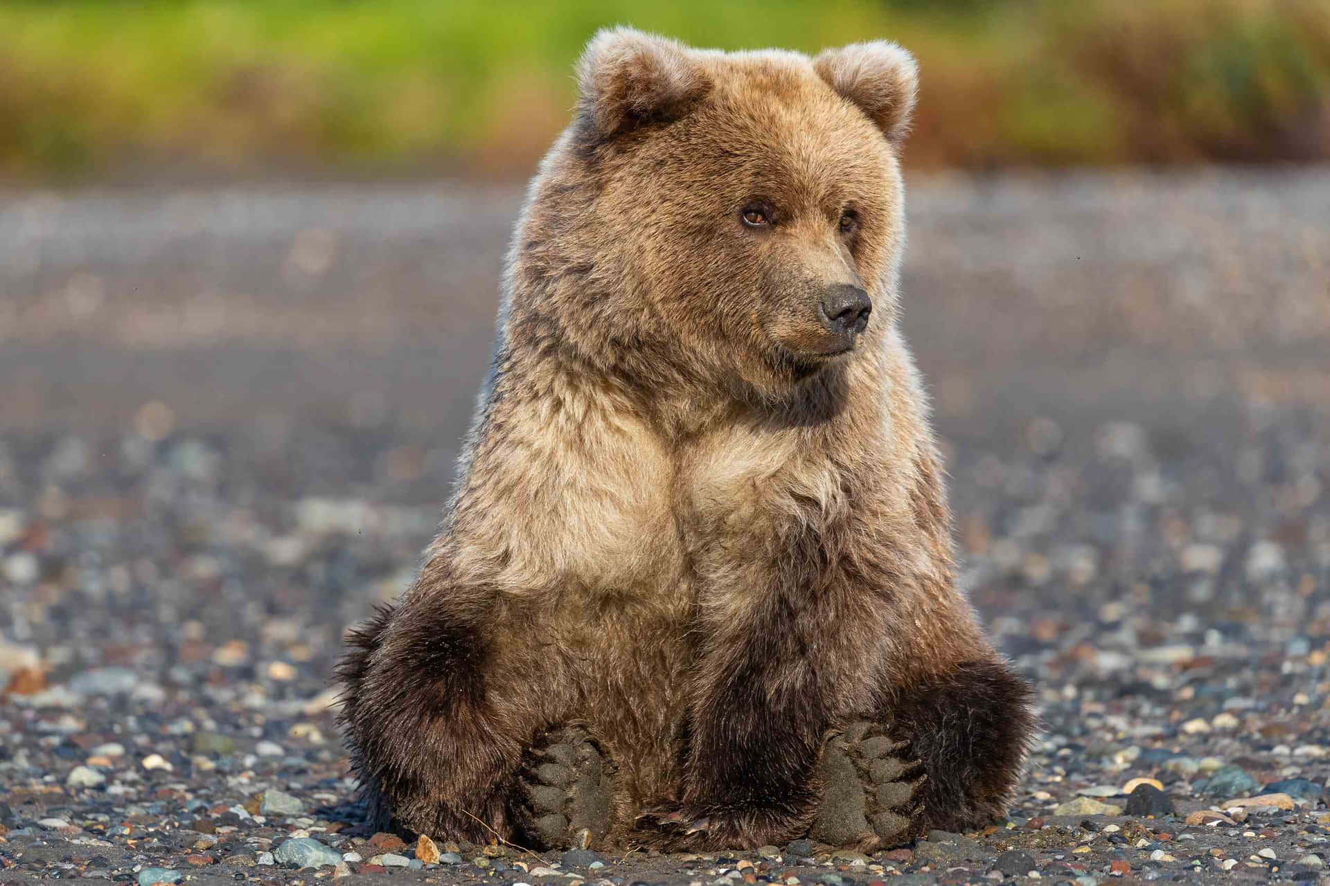 Grizzly Bear Sitting Pebbled Ground Background