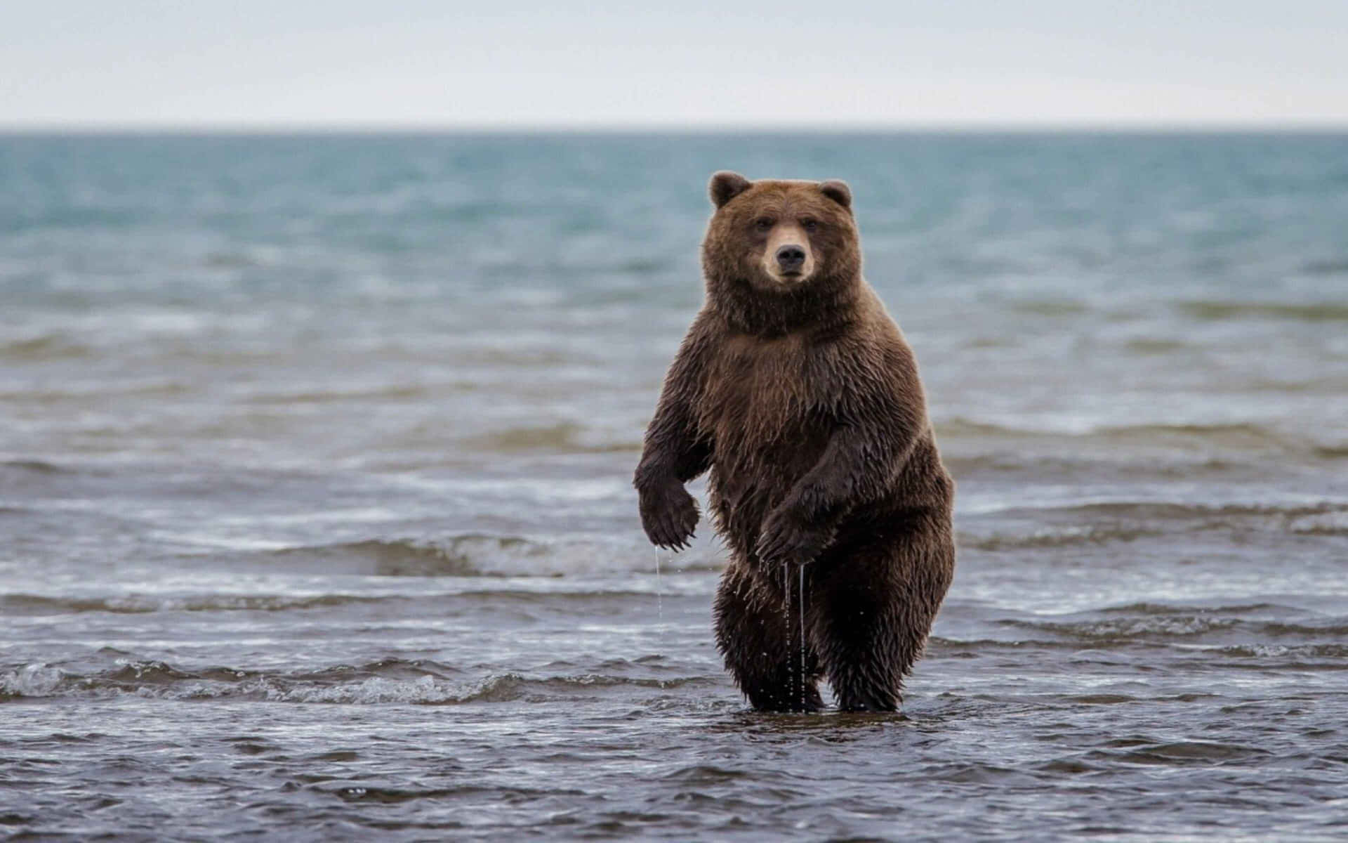 Grizzly Bear Standingin Water.jpg Background