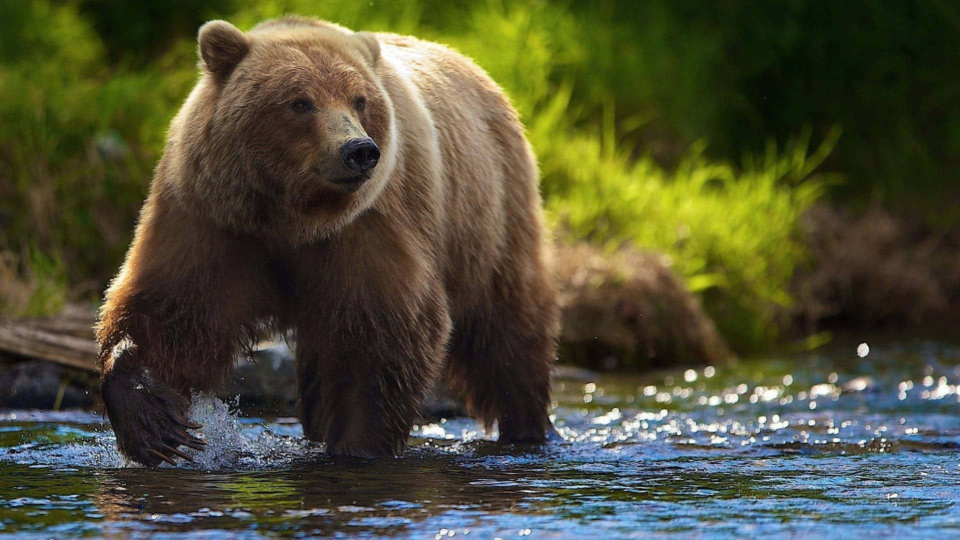 Grizzly Bear Wading Through Stream Background