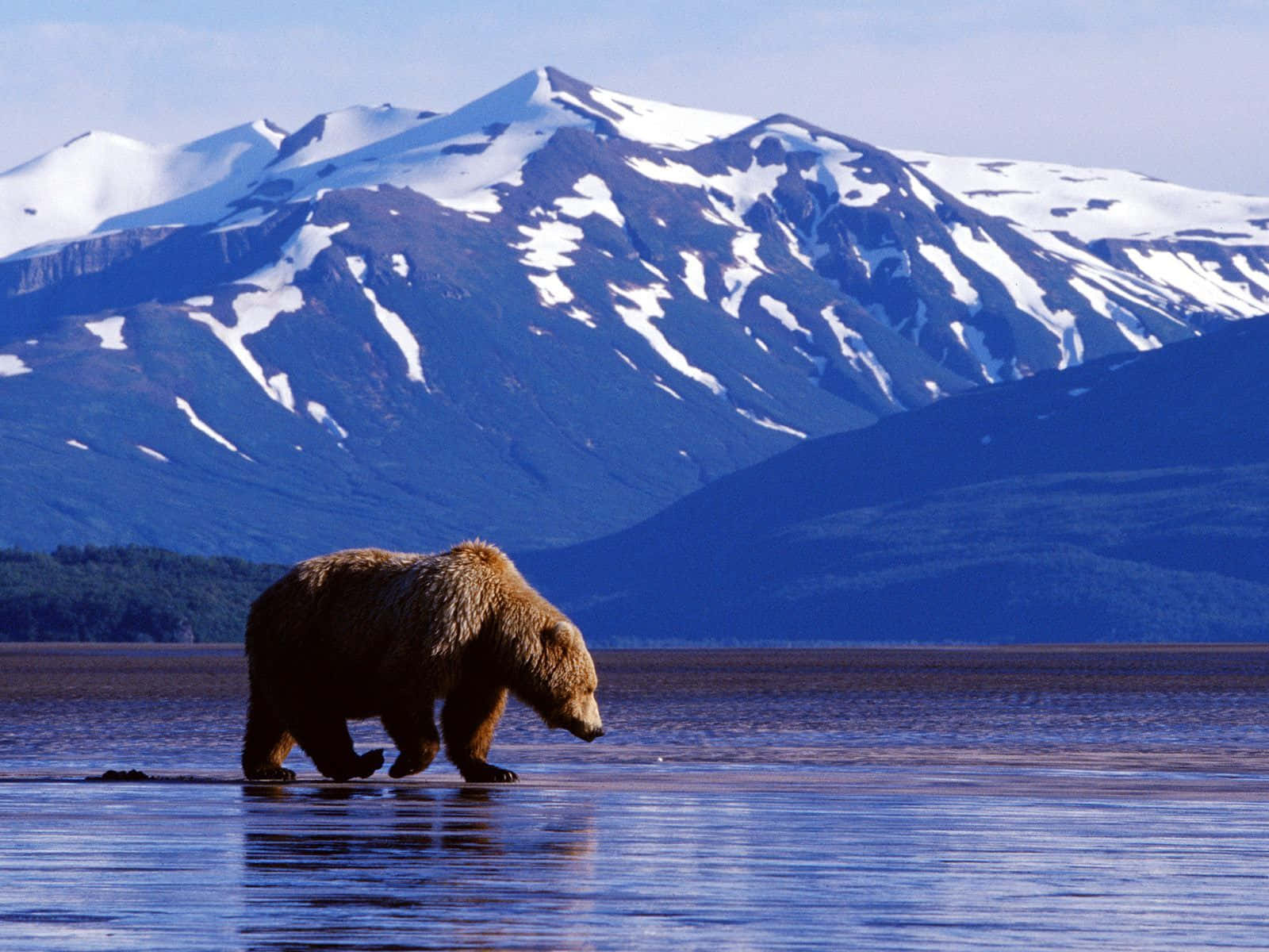 Grizzly Bear Walkingin Waterwith Mountain Backdrop Background