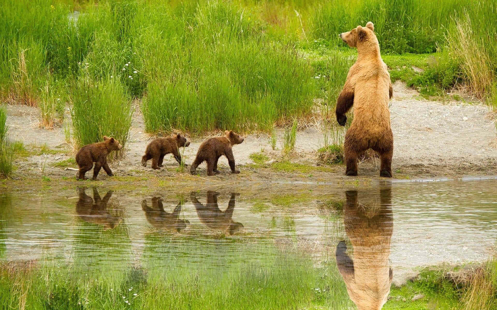 Grizzly Bearand Cubsby Water Background