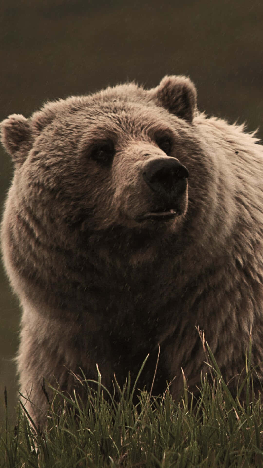 Grizzly Bearin Grass Background
