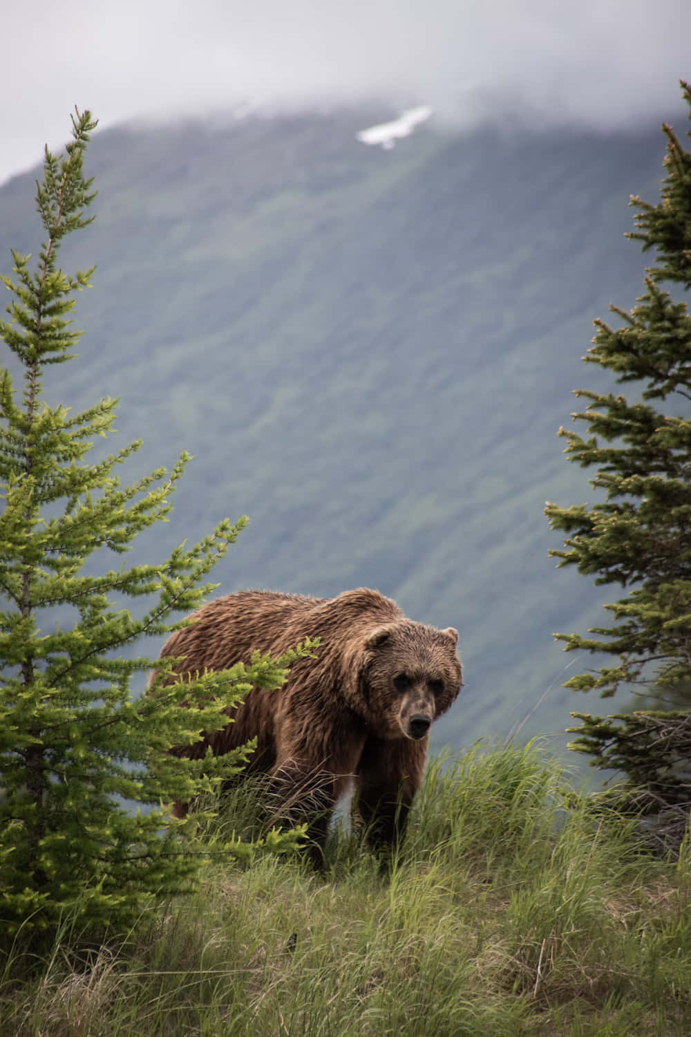 Grizzly Bearin Mountainous Habitat.jpg Background